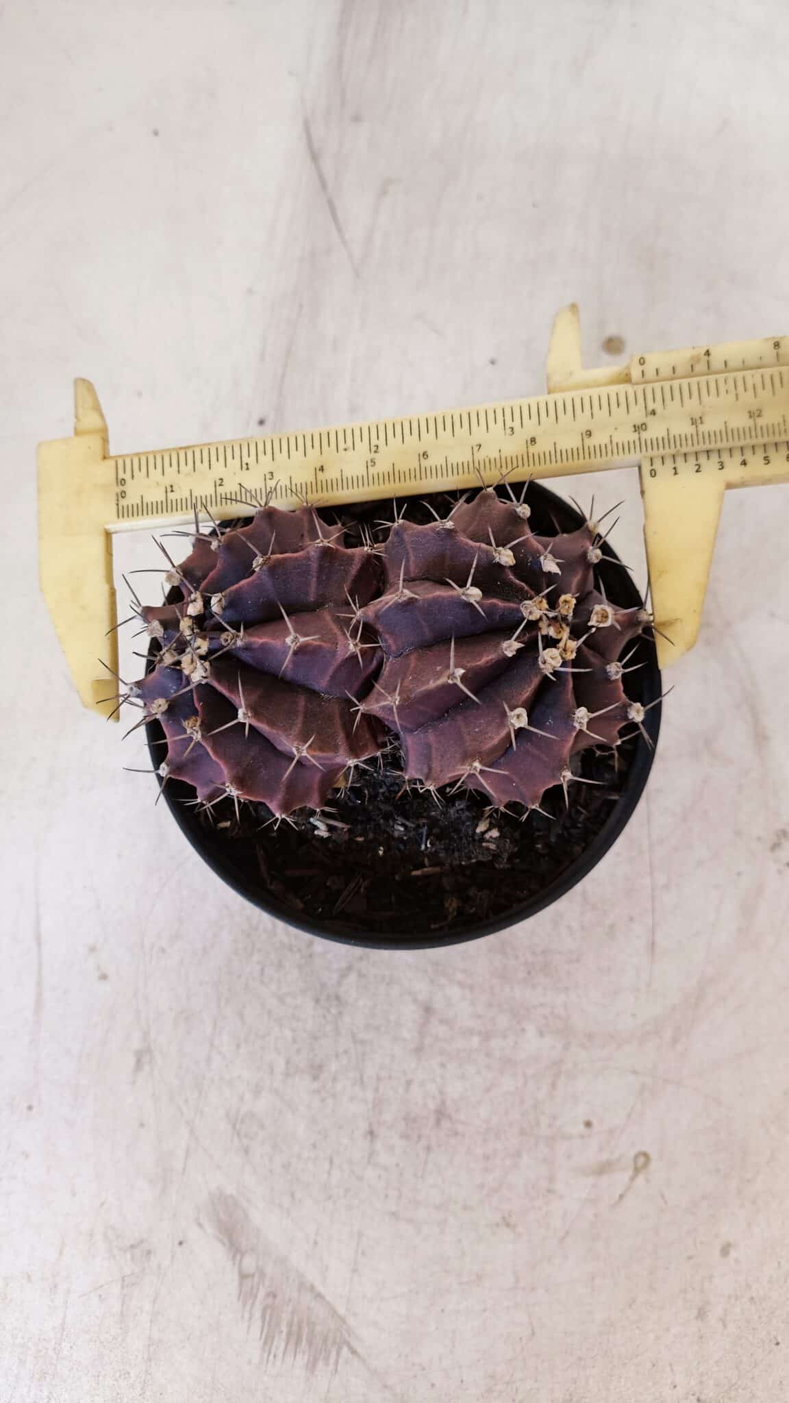 MATRIZ GYMNOCALYCIUM Mihanovichii Purple "Bicefalo" Nº 515 – vaso 11