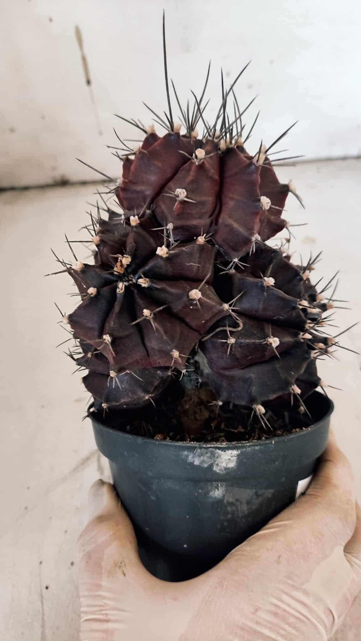 GYMNOCALYCIUM Mihanovichii Purple "Colônia" Nº 107 – vaso 11