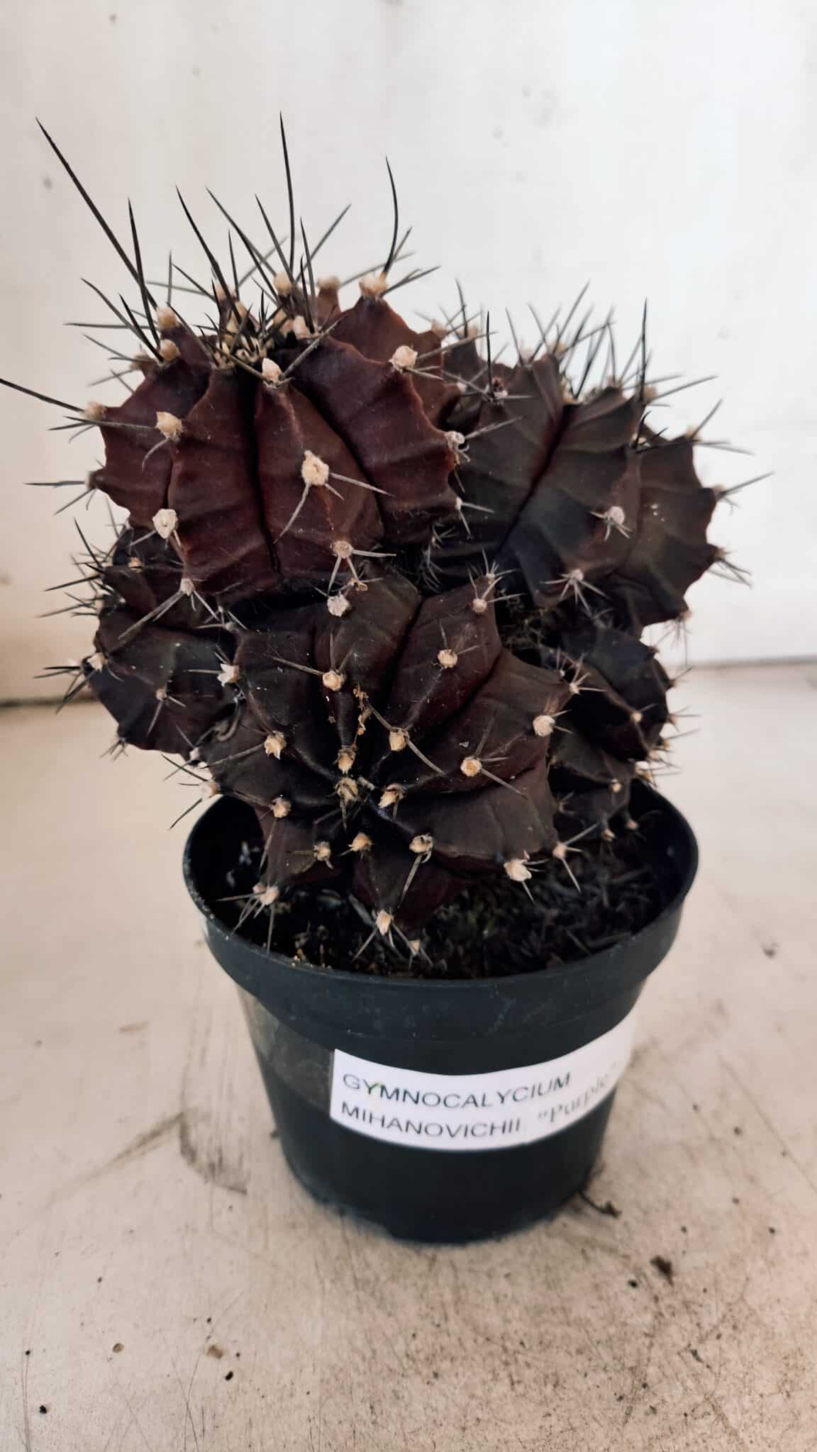 GYMNOCALYCIUM Mihanovichii Purple "Colônia" Nº 107 – vaso 11