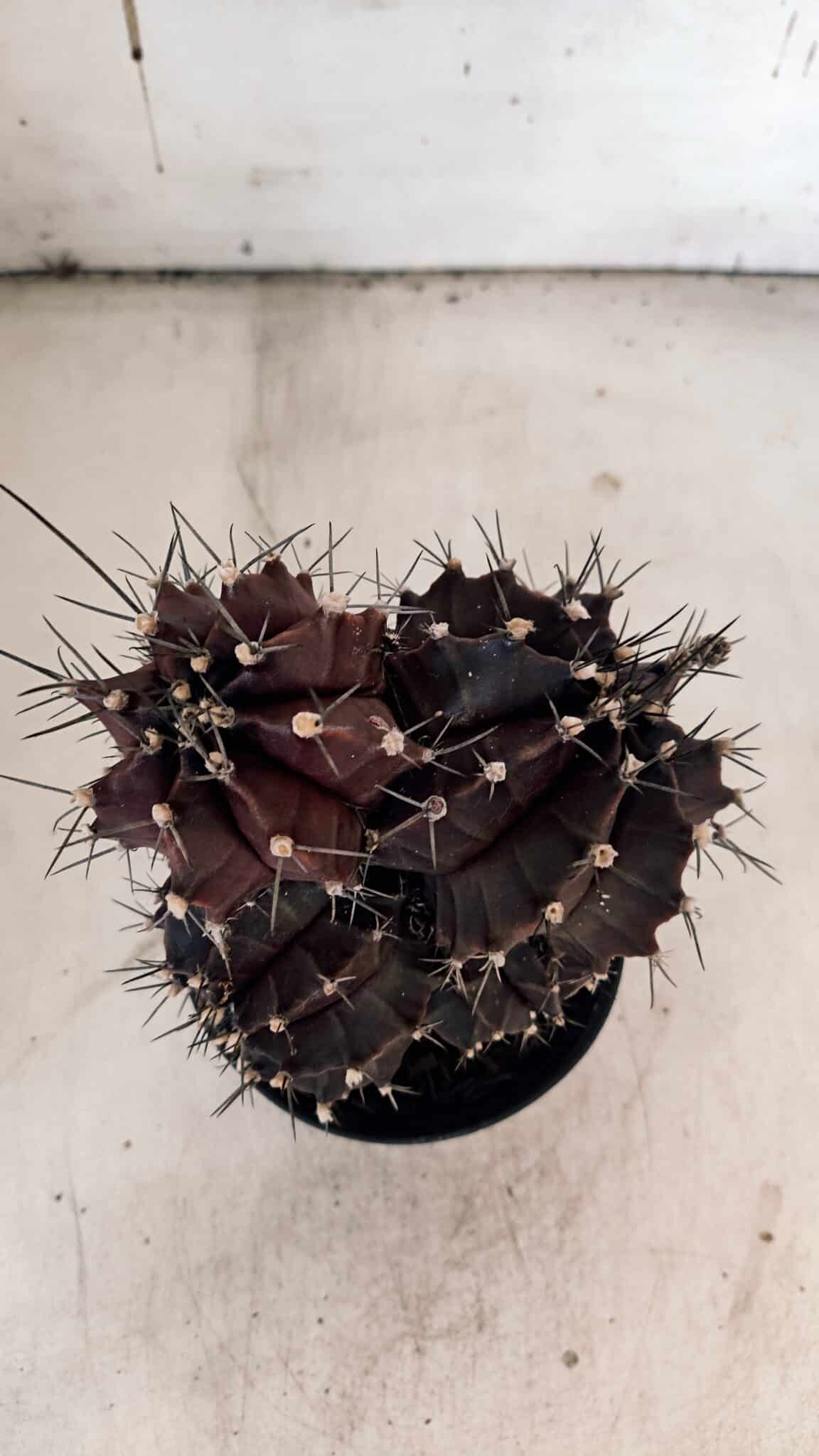 GYMNOCALYCIUM Mihanovichii Purple "Colônia" Nº 107 – vaso 11