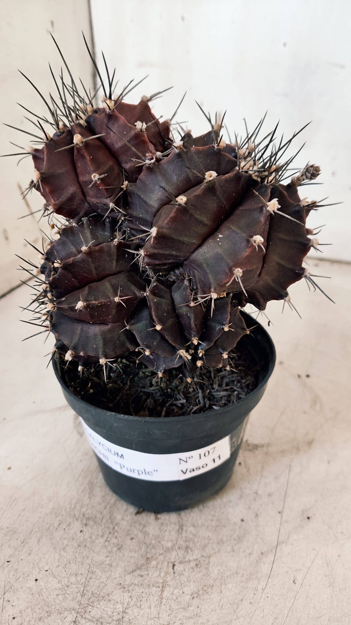GYMNOCALYCIUM Mihanovichii Purple "Colônia" Nº 107 – vaso 11