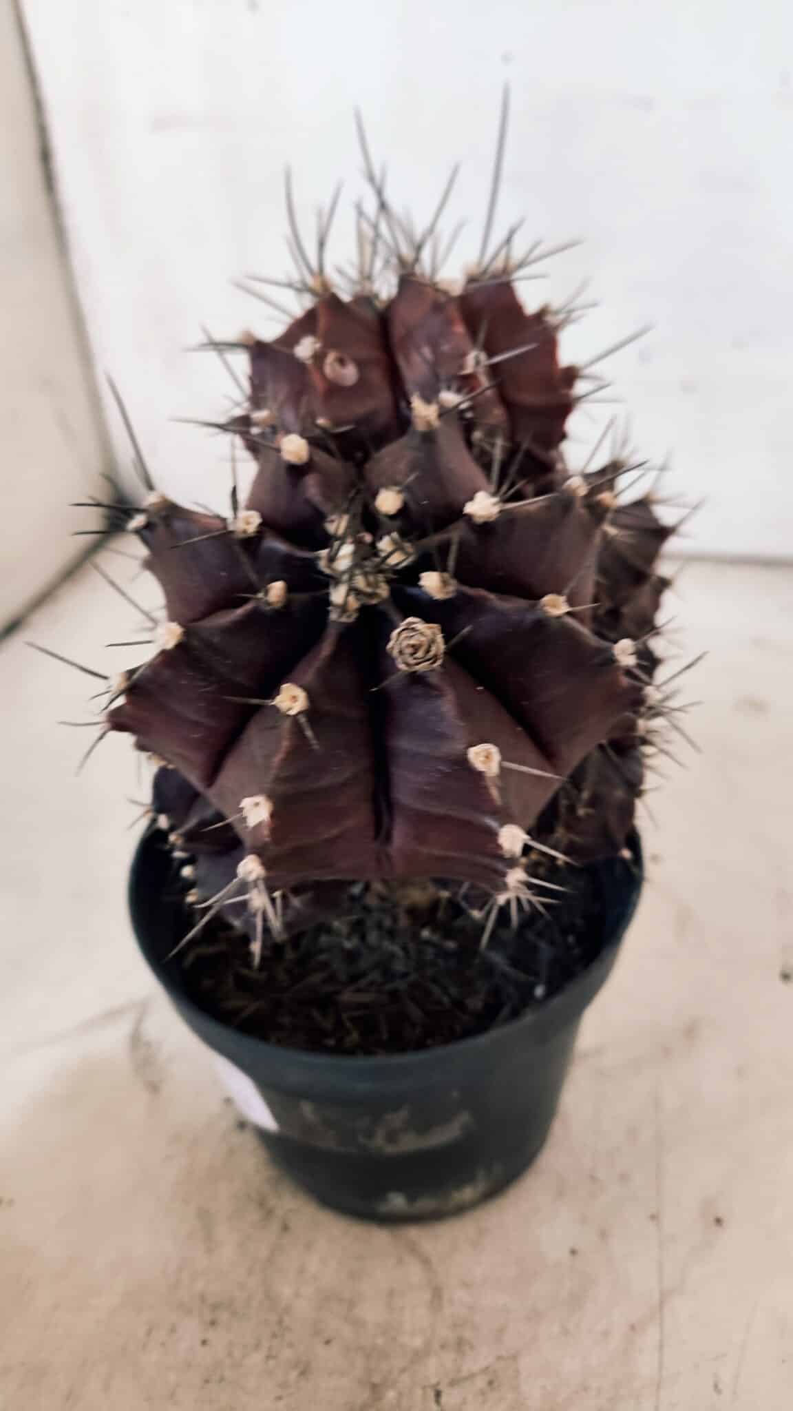 GYMNOCALYCIUM Mihanovichii Purple "Colônia" Nº 107 – vaso 11