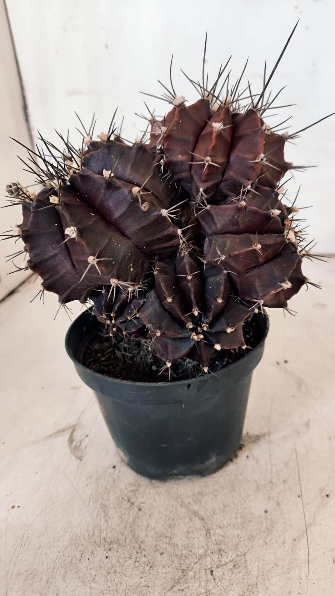 GYMNOCALYCIUM Mihanovichii Purple "Colônia" Nº 107 – vaso 11