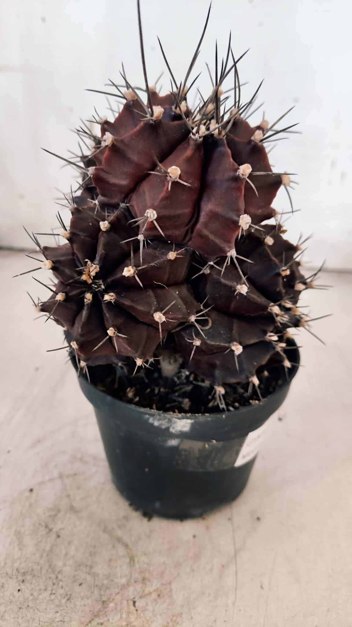 GYMNOCALYCIUM Mihanovichii Purple "Colônia" Nº 107 – vaso 11
