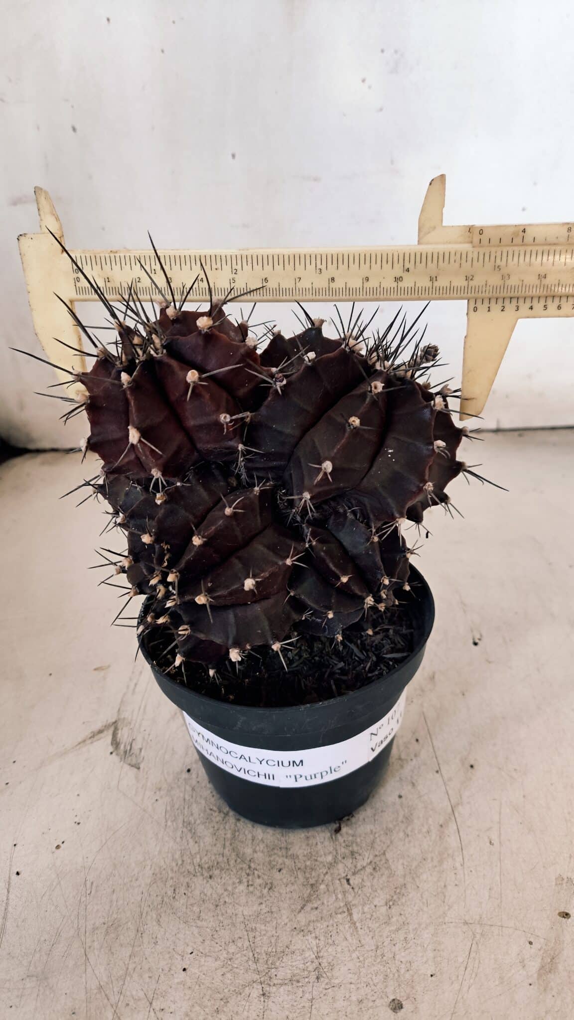 GYMNOCALYCIUM Mihanovichii Purple "Colônia" Nº 107 – vaso 11