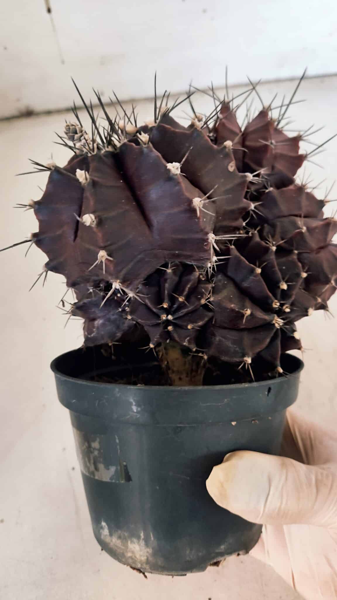 GYMNOCALYCIUM Mihanovichii Purple "Colônia" Nº 107 – vaso 11
