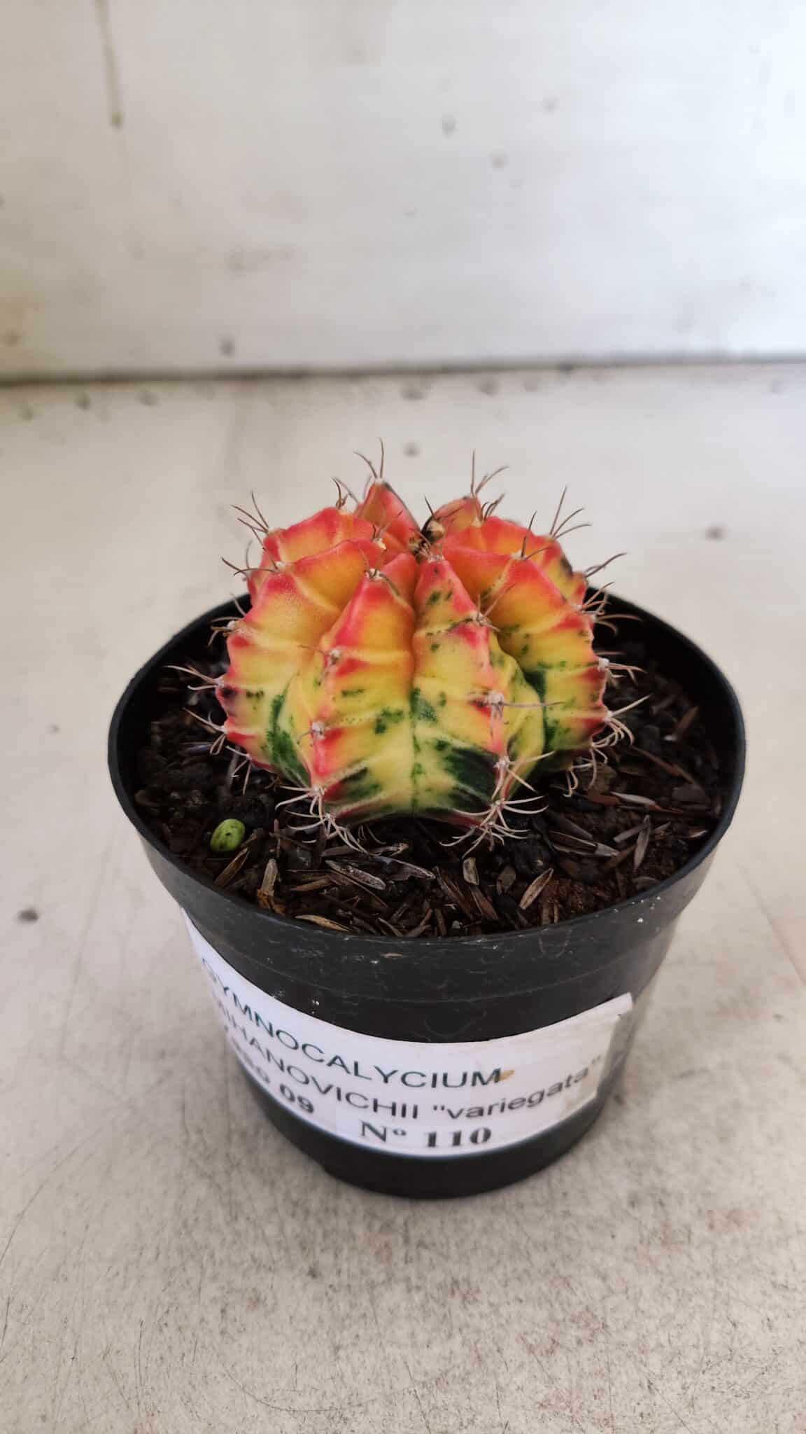 GYMNOCALYCIUM Mihanovichii Variegata Nº 110 – vaso 09