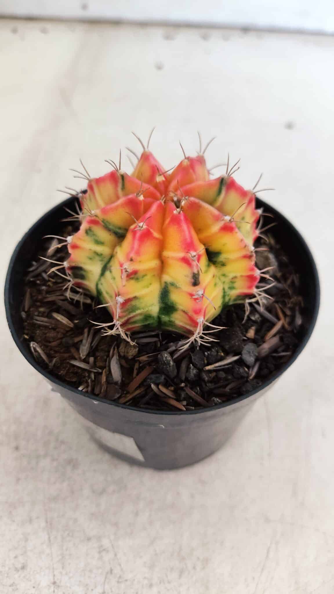 GYMNOCALYCIUM Mihanovichii Variegata Nº 110 – vaso 09