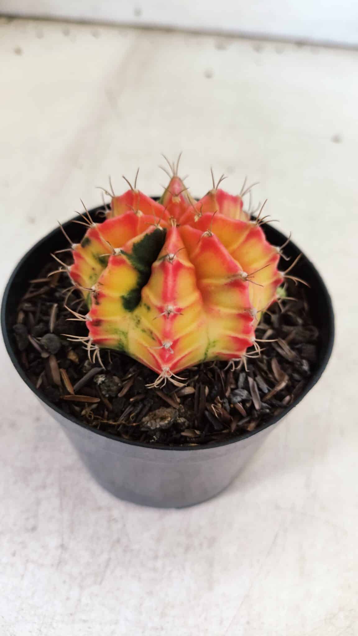GYMNOCALYCIUM Mihanovichii Variegata Nº 110 – vaso 09