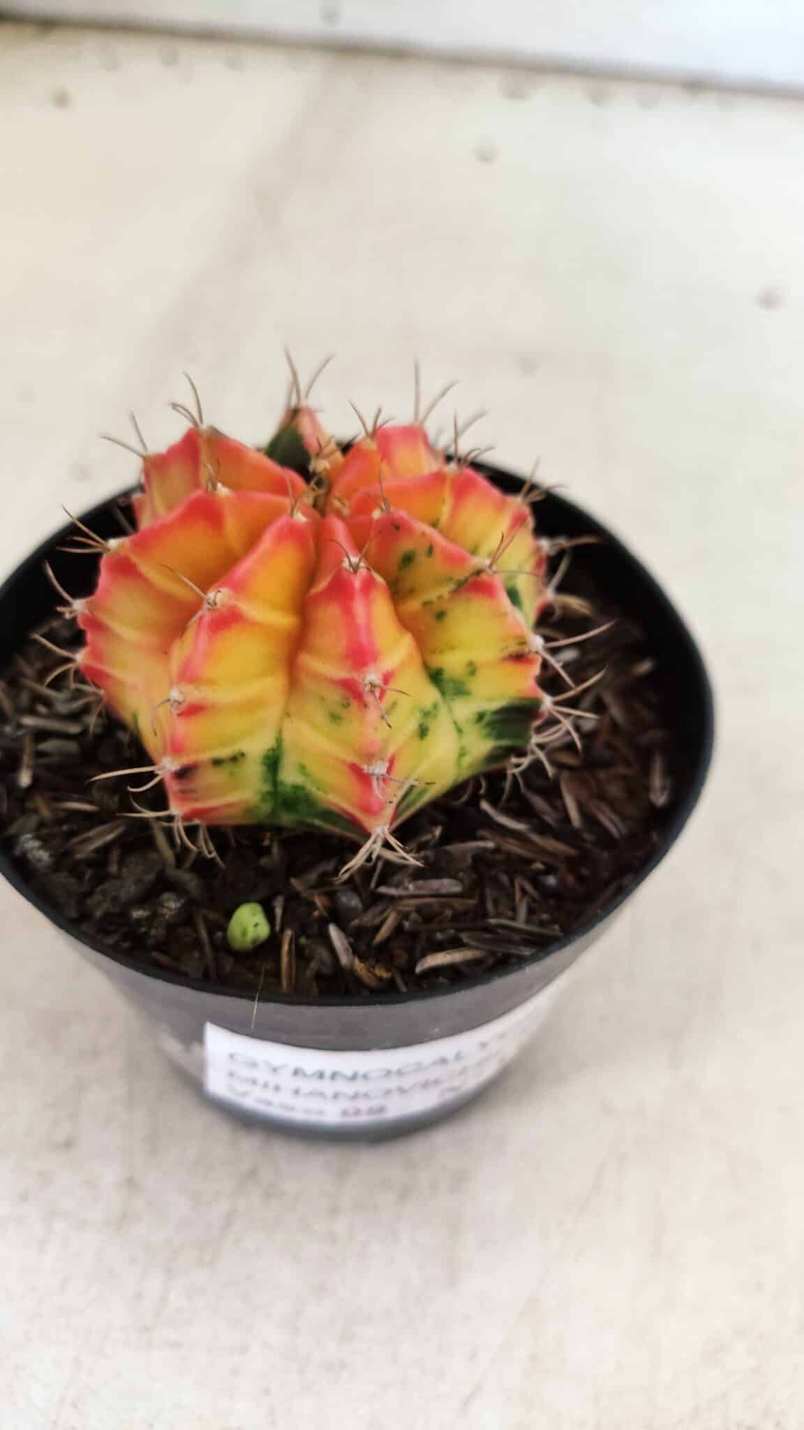 GYMNOCALYCIUM Mihanovichii Variegata Nº 110 – vaso 09