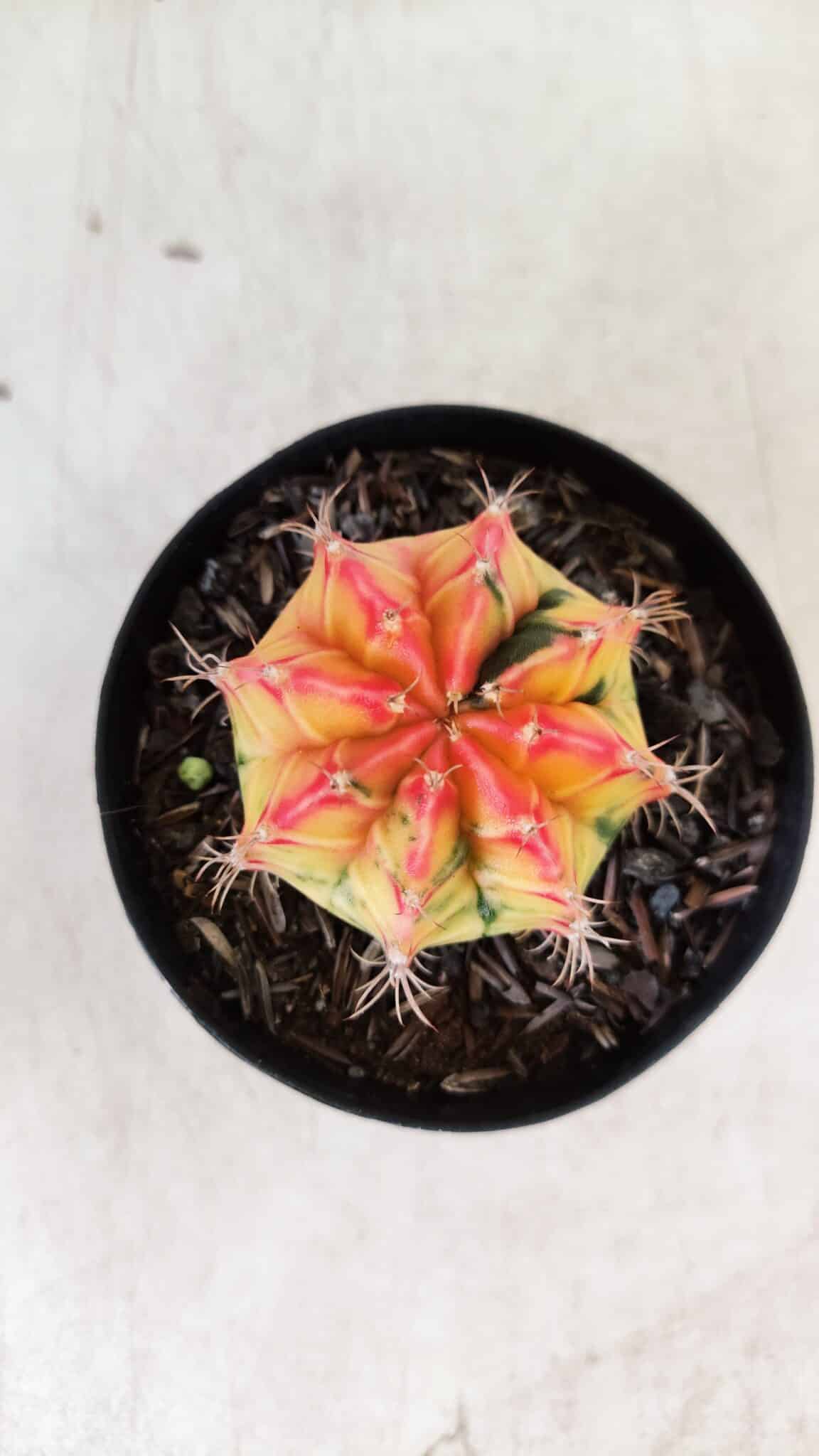 GYMNOCALYCIUM Mihanovichii Variegata Nº 110 – vaso 09