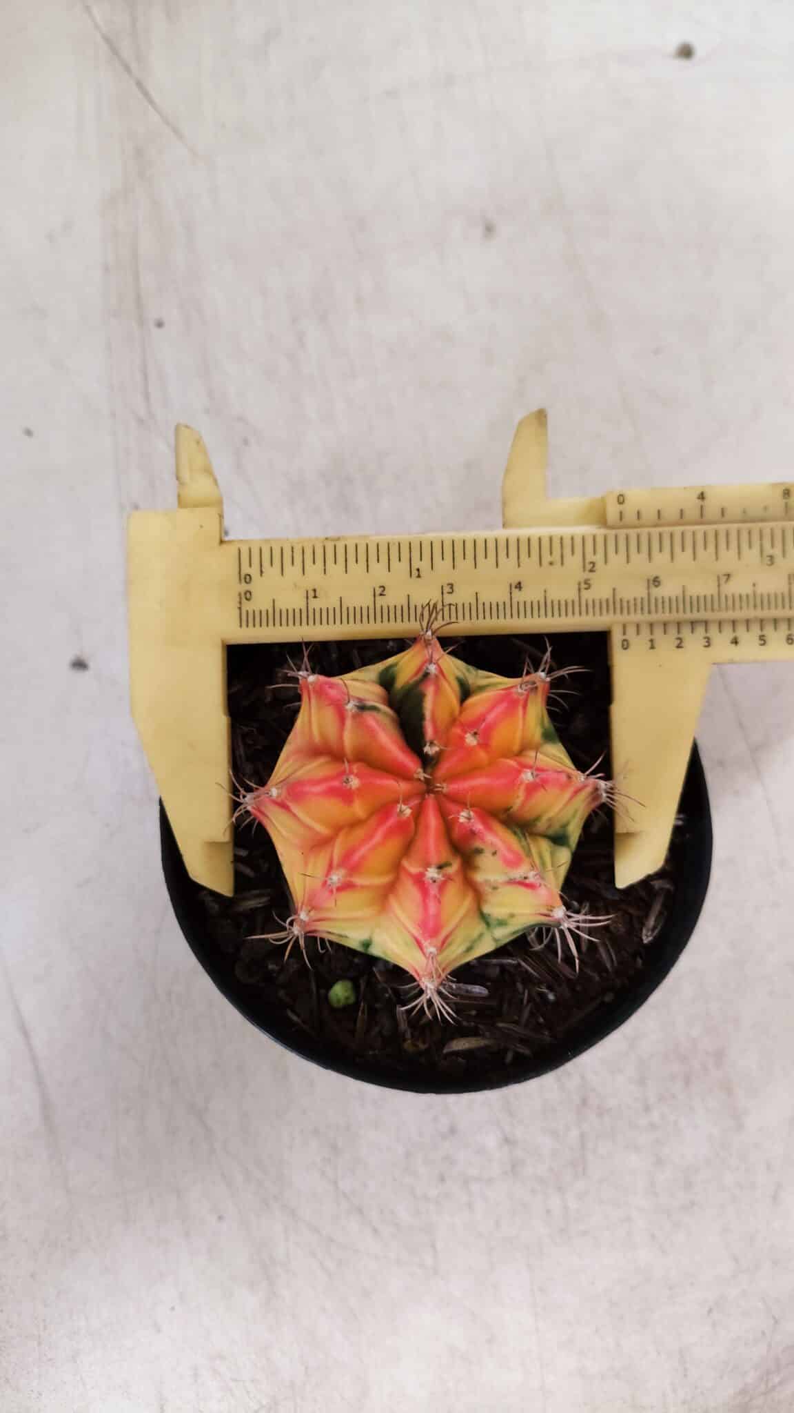 GYMNOCALYCIUM Mihanovichii Variegata Nº 110 – vaso 09