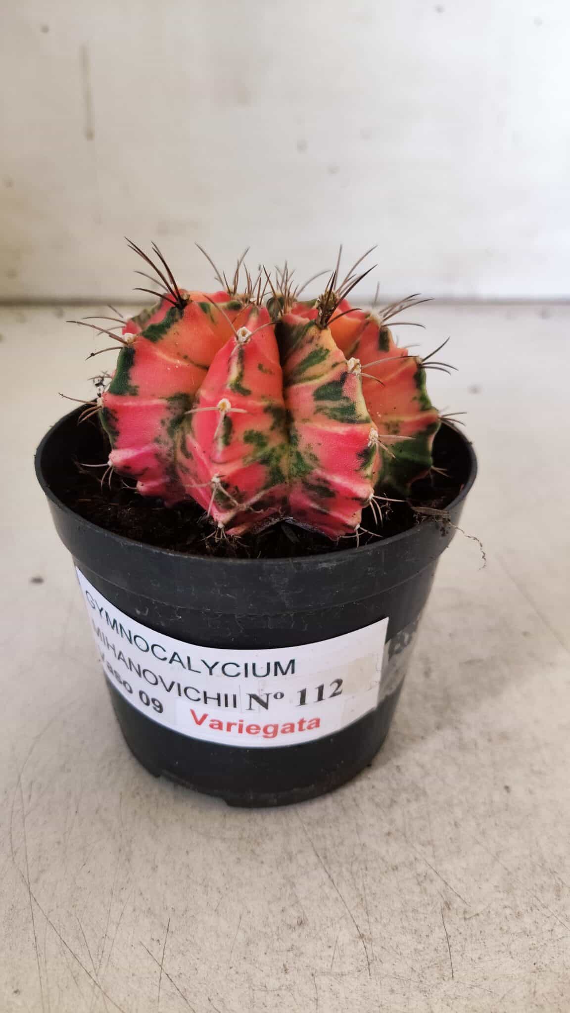 GYMNOCALYCIUM Mihanovichii Variegata Nº 112 – vaso 09