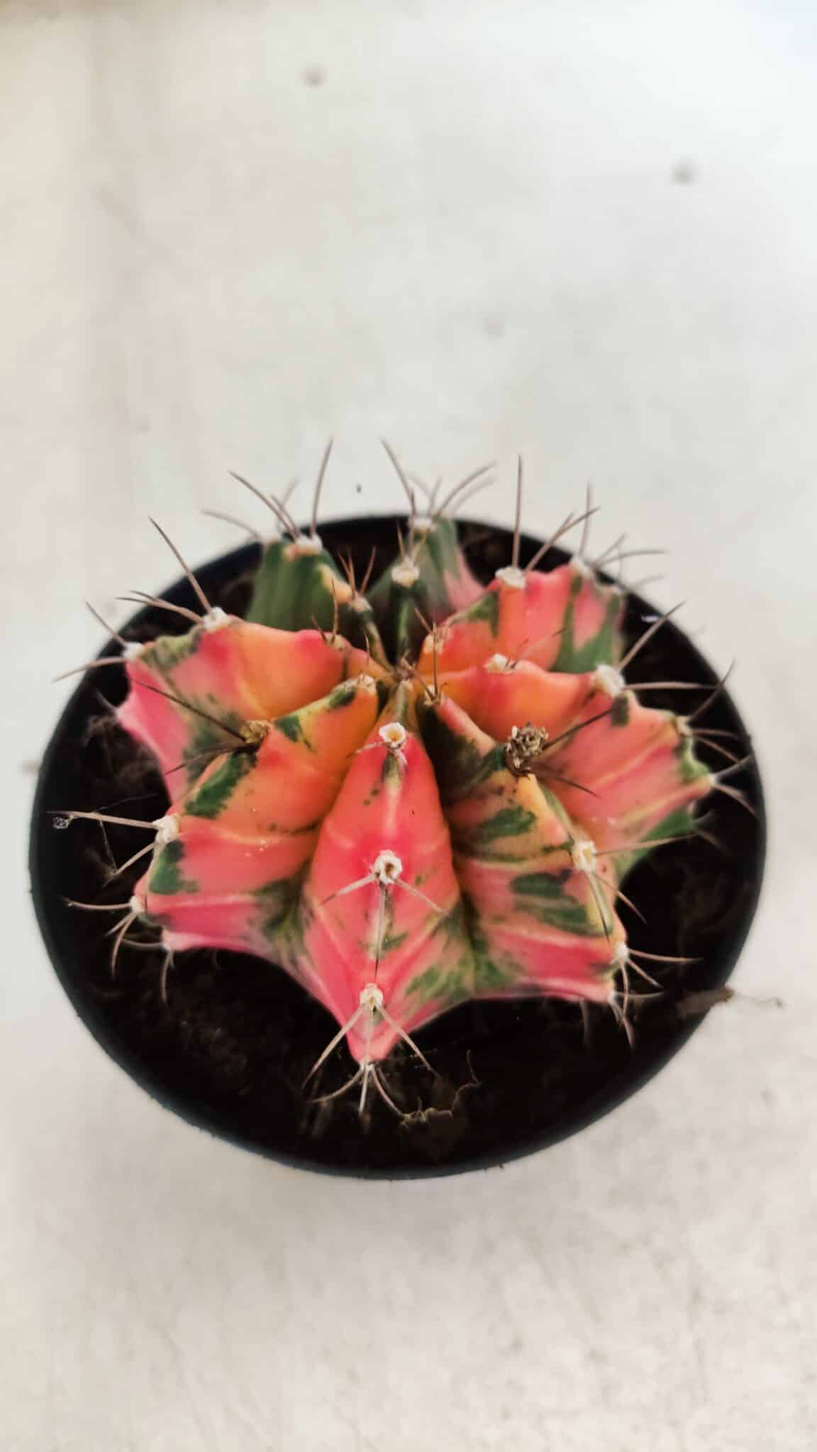 GYMNOCALYCIUM Mihanovichii Variegata Nº 112 – vaso 09