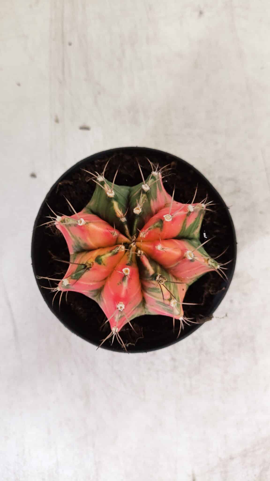 GYMNOCALYCIUM Mihanovichii Variegata Nº 112 – vaso 09