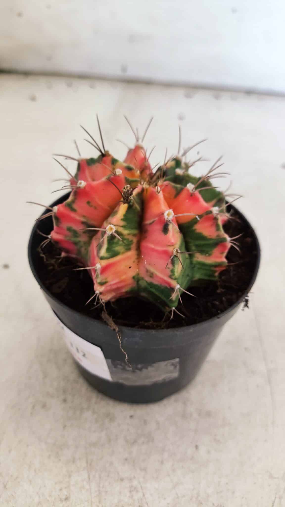 GYMNOCALYCIUM Mihanovichii Variegata Nº 112 – vaso 09