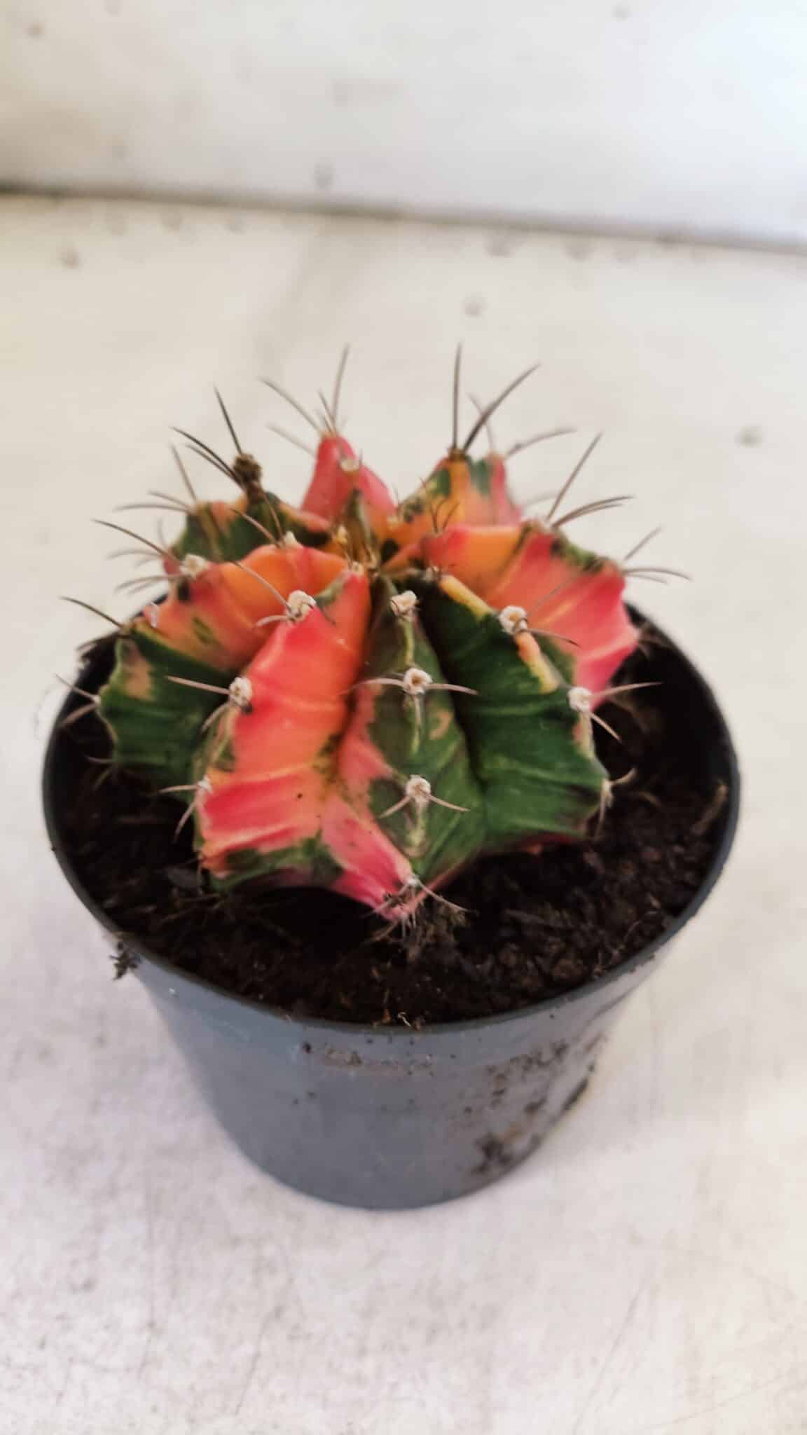 GYMNOCALYCIUM Mihanovichii Variegata Nº 112 – vaso 09