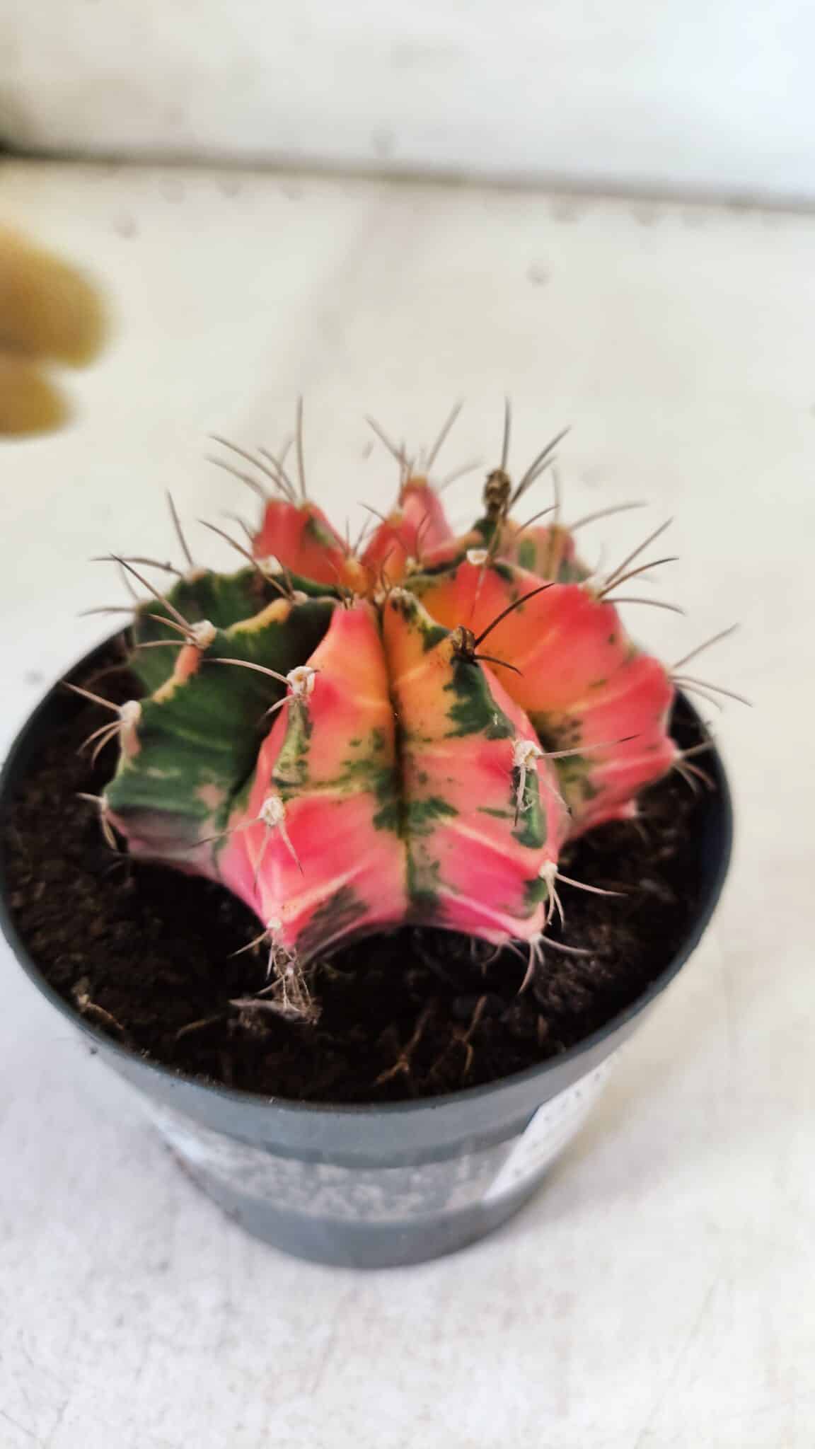 GYMNOCALYCIUM Mihanovichii Variegata Nº 112 – vaso 09