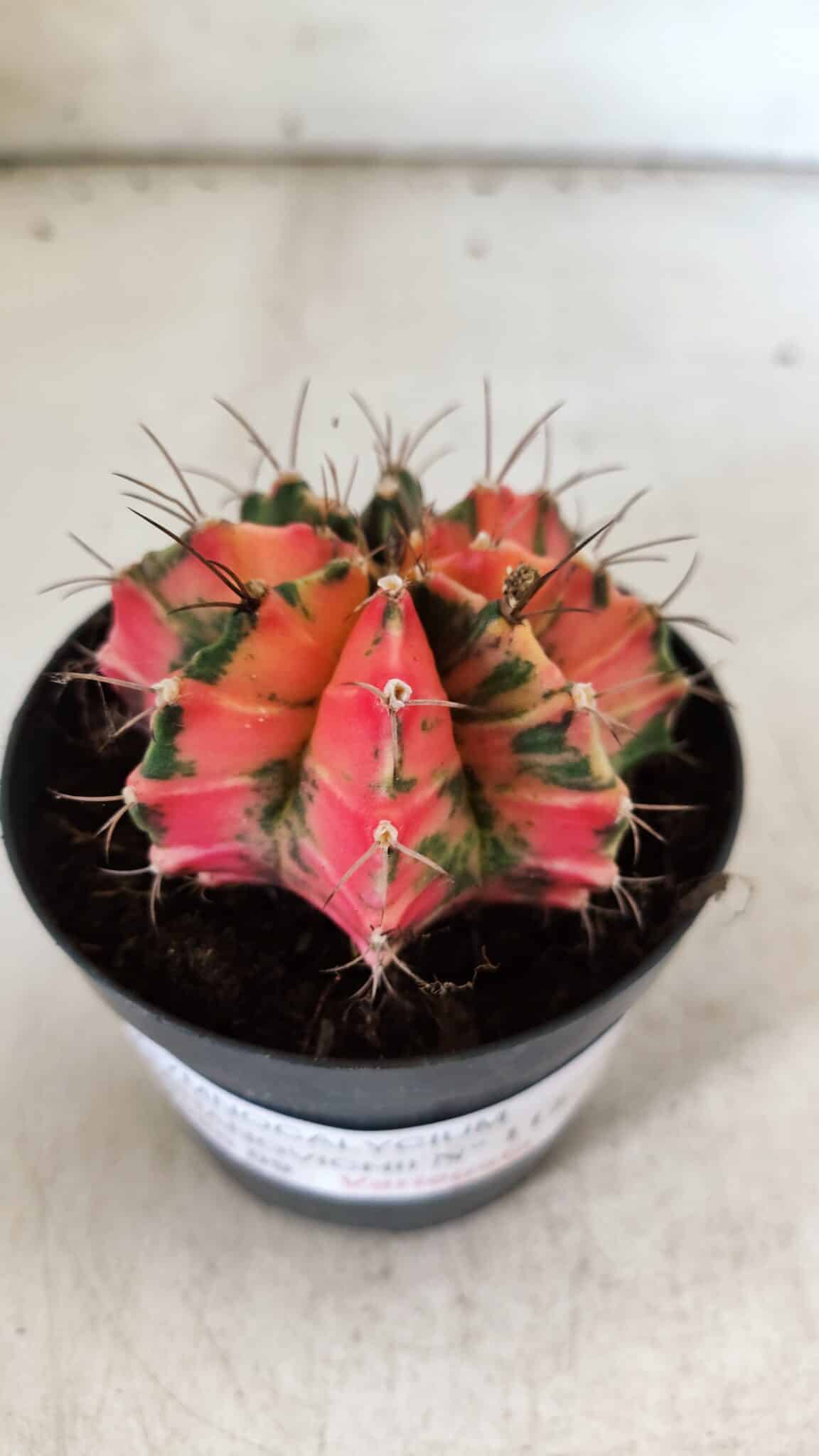 GYMNOCALYCIUM Mihanovichii Variegata Nº 112 – vaso 09