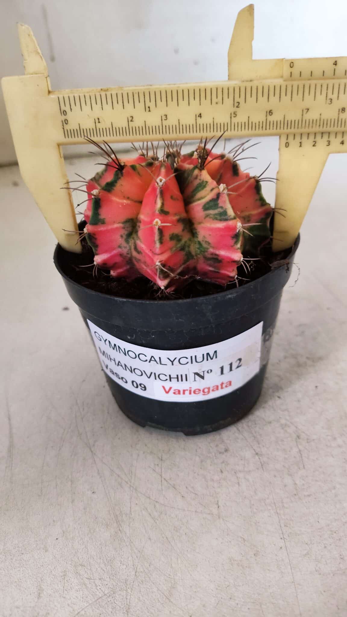 GYMNOCALYCIUM Mihanovichii Variegata Nº 112 – vaso 09