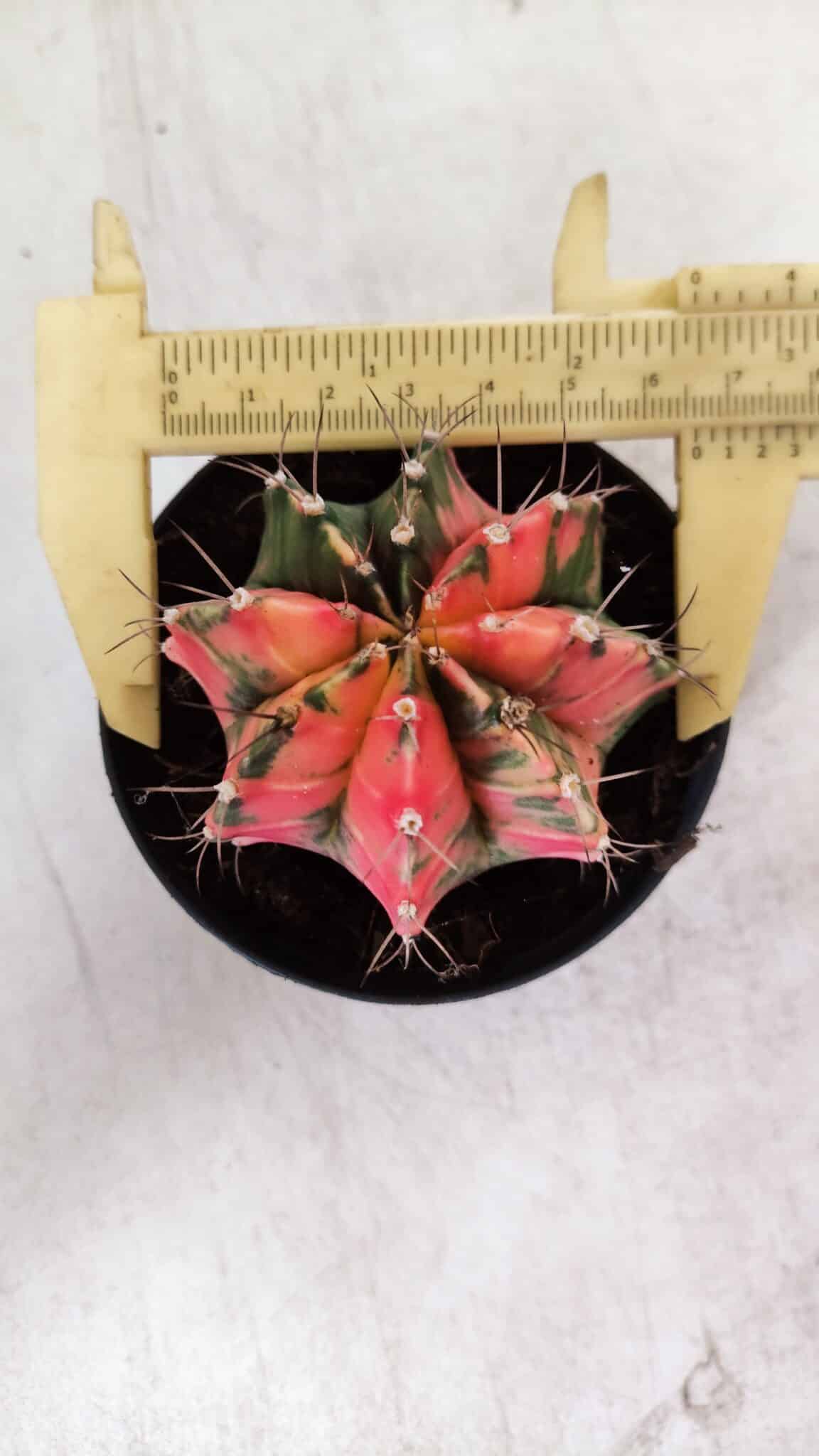 GYMNOCALYCIUM Mihanovichii Variegata Nº 112 – vaso 09