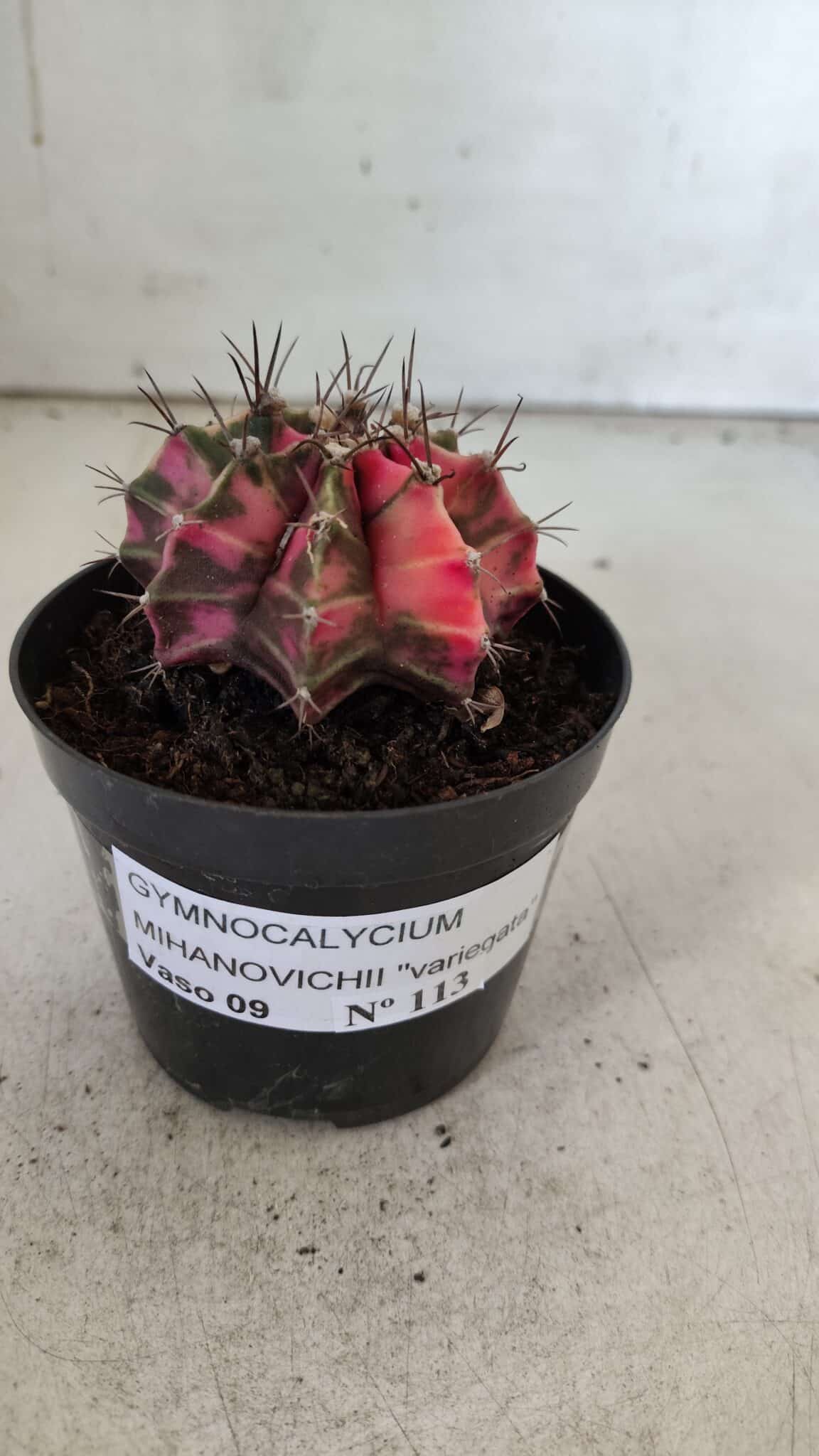 GYMNOCALYCIUM Mihanovichii Variegata Nº 113 – vaso 09