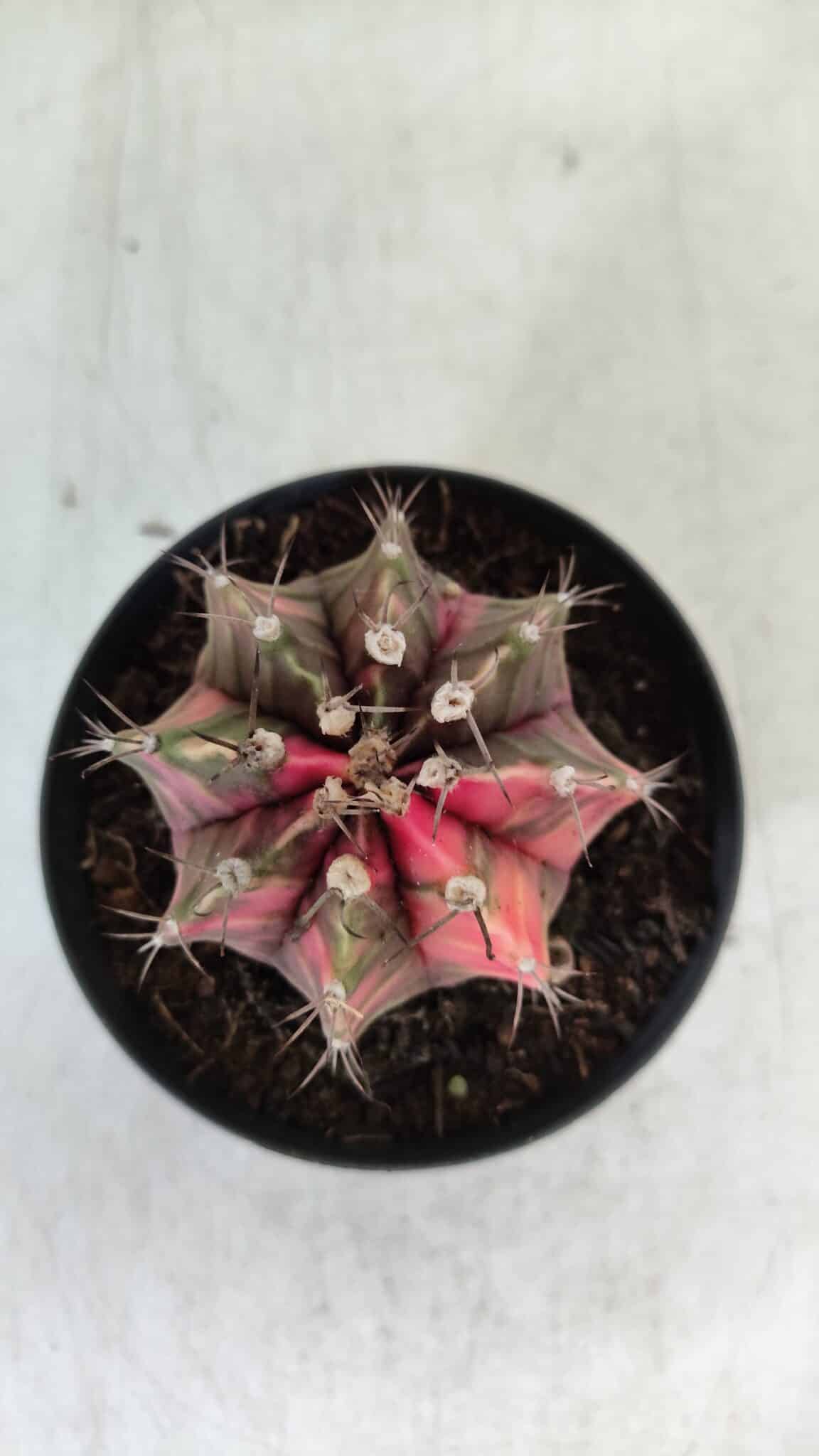 GYMNOCALYCIUM Mihanovichii Variegata Nº 113 – vaso 09