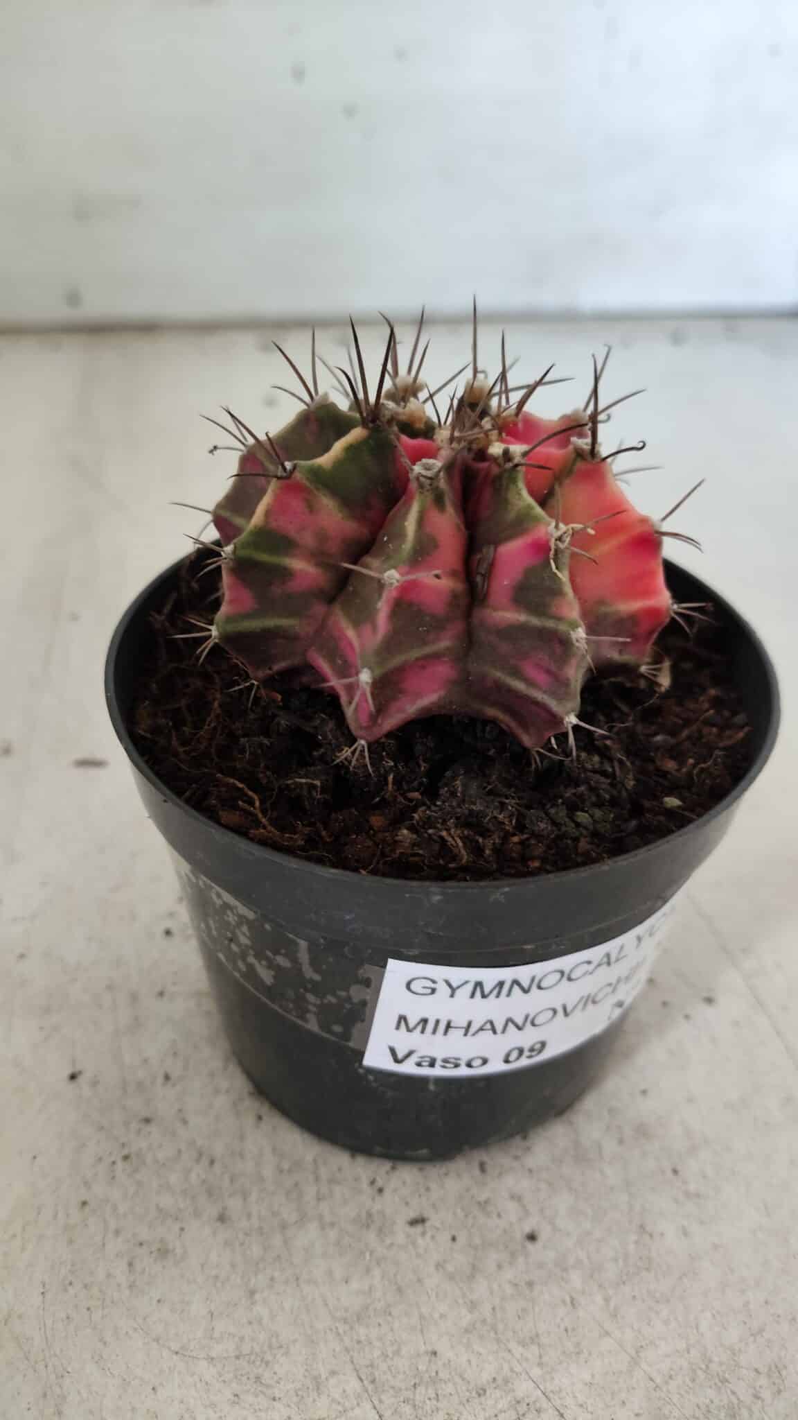 GYMNOCALYCIUM Mihanovichii Variegata Nº 113 – vaso 09