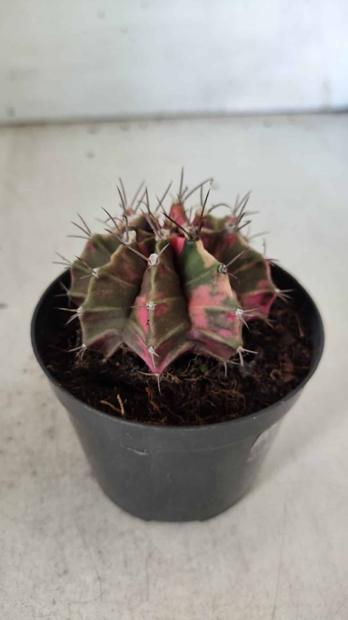 GYMNOCALYCIUM Mihanovichii Variegata Nº 113 – vaso 09