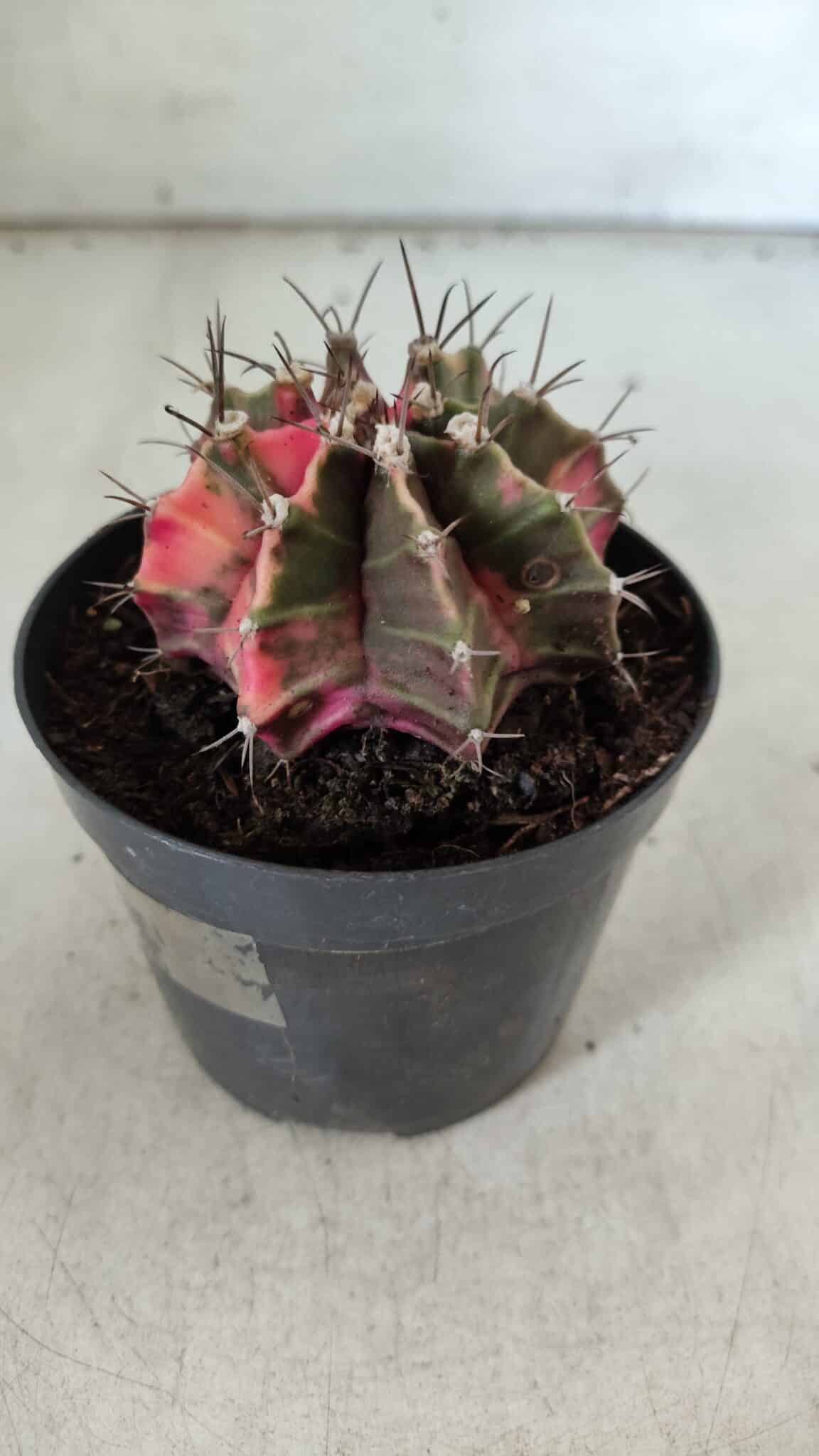 GYMNOCALYCIUM Mihanovichii Variegata Nº 113 – vaso 09