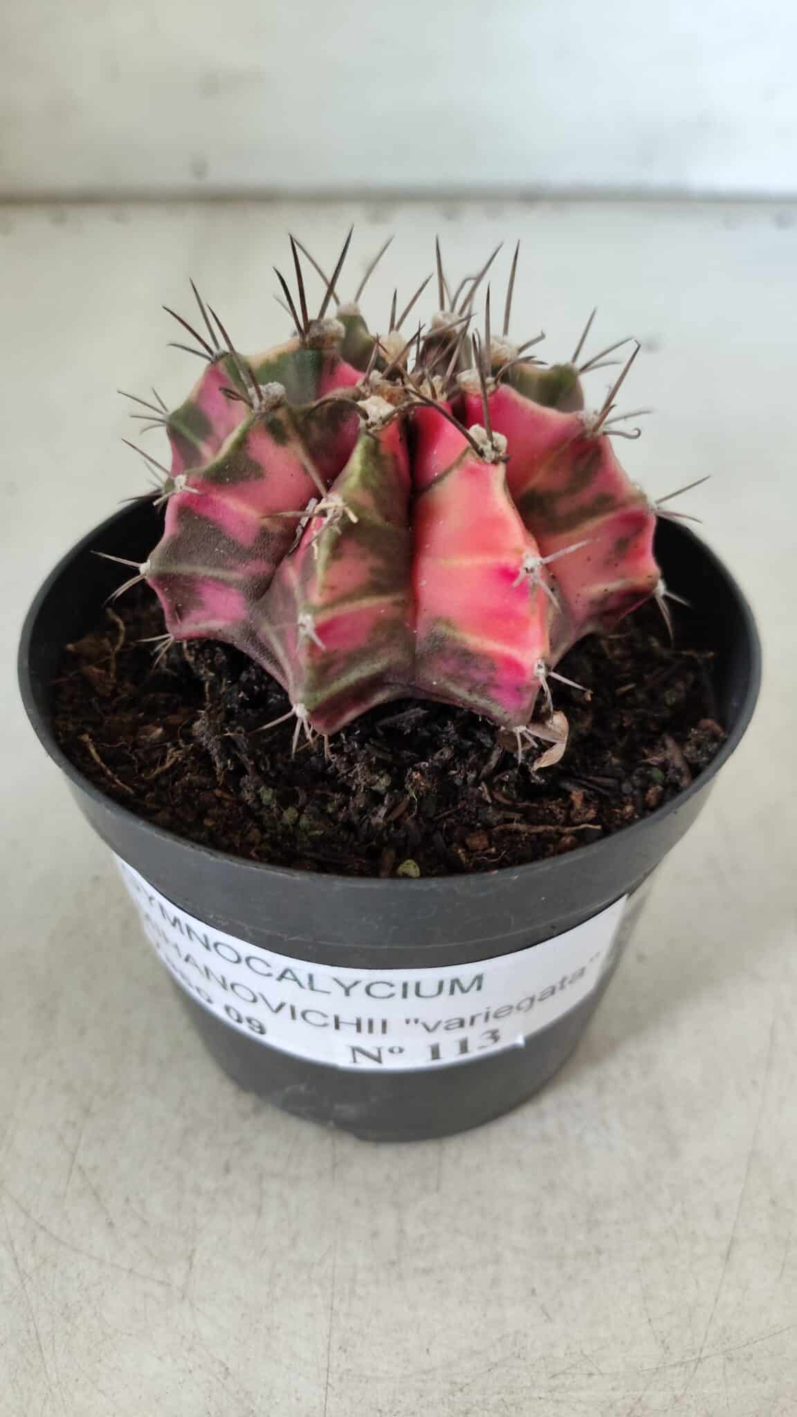 GYMNOCALYCIUM Mihanovichii Variegata Nº 113 – vaso 09