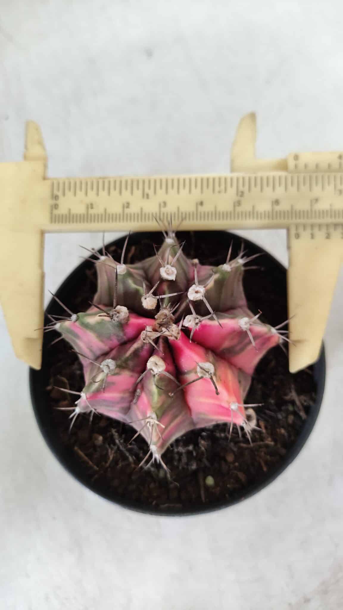 GYMNOCALYCIUM Mihanovichii Variegata Nº 113 – vaso 09