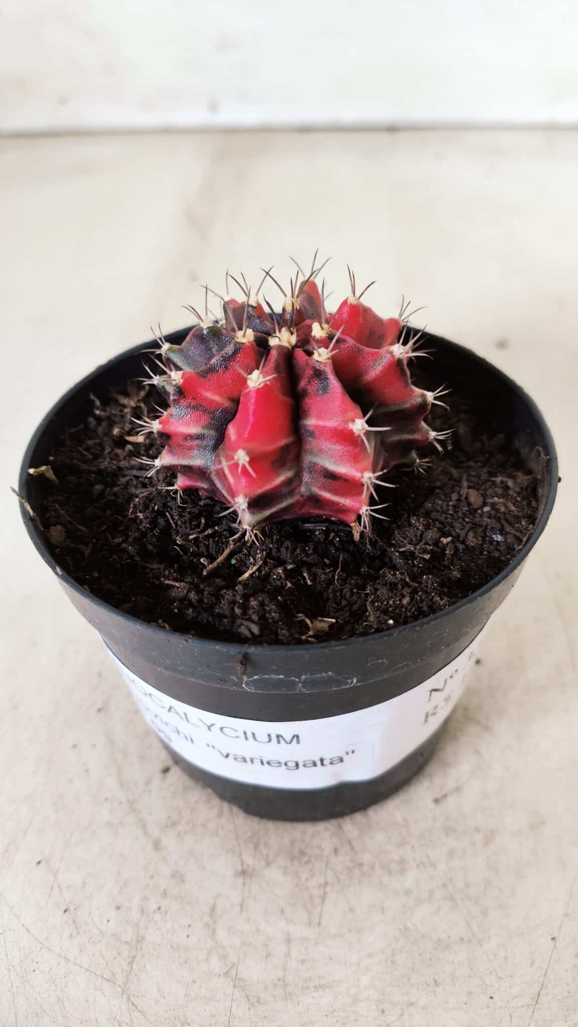 GYMNOCALYCIUM Mihanovichii Variegata Nº 352 – vaso 09