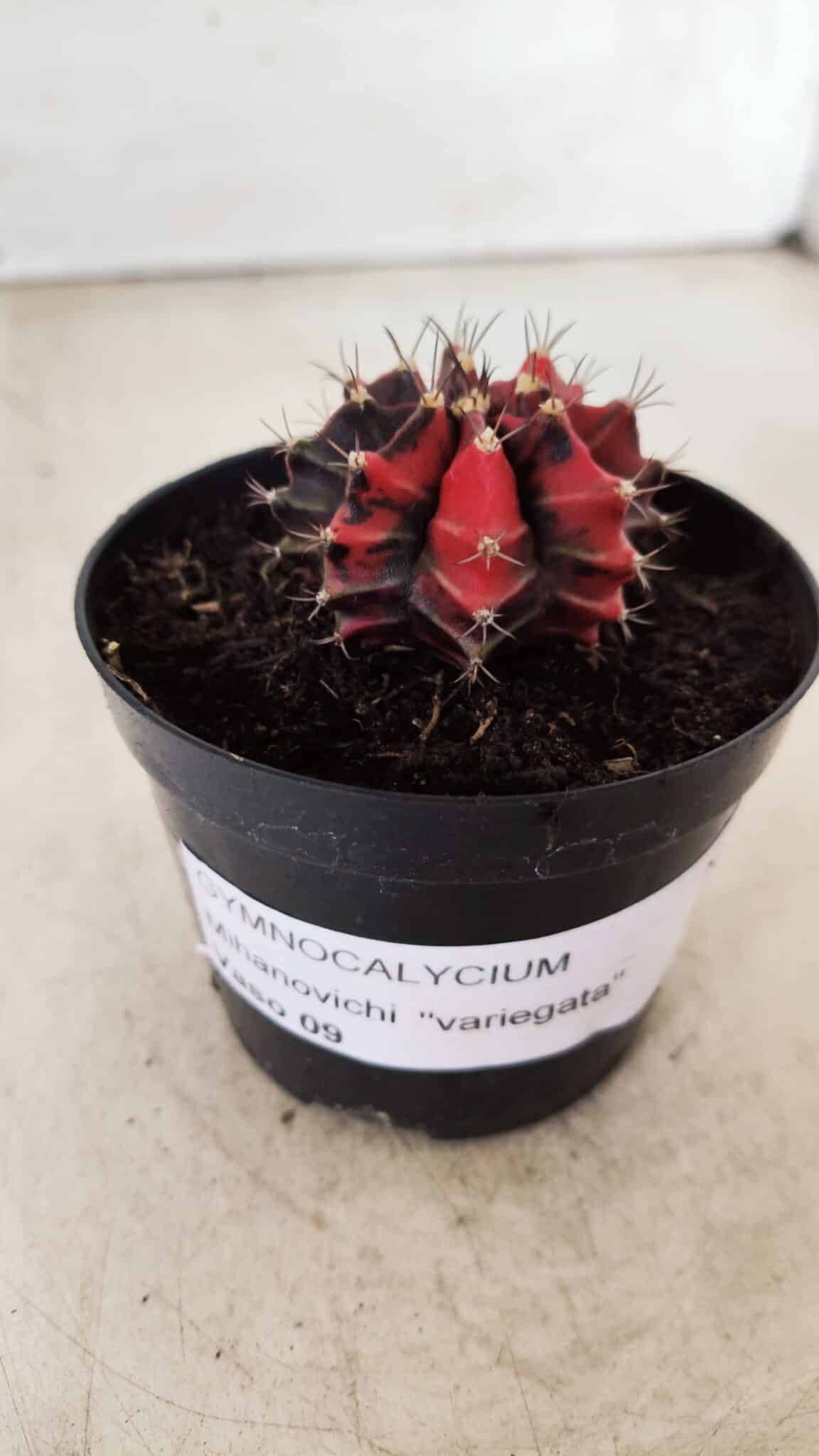GYMNOCALYCIUM Mihanovichii Variegata Nº 352 – vaso 09
