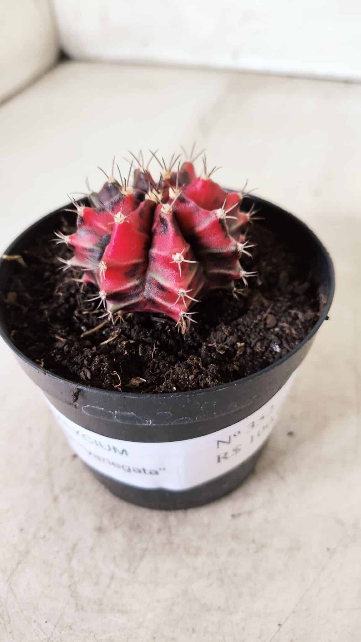 GYMNOCALYCIUM Mihanovichii Variegata Nº 352 – vaso 09