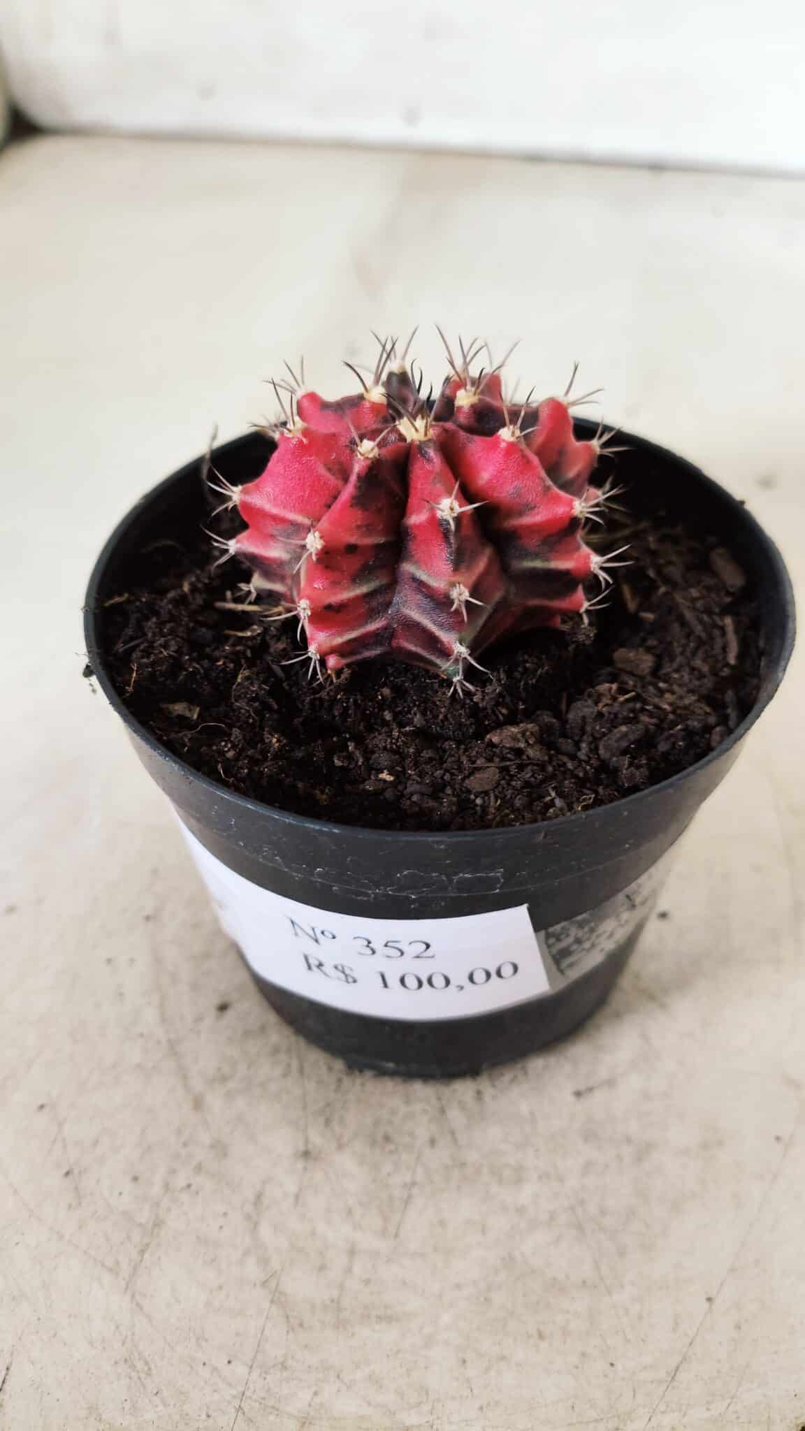 GYMNOCALYCIUM Mihanovichii Variegata Nº 352 – vaso 09