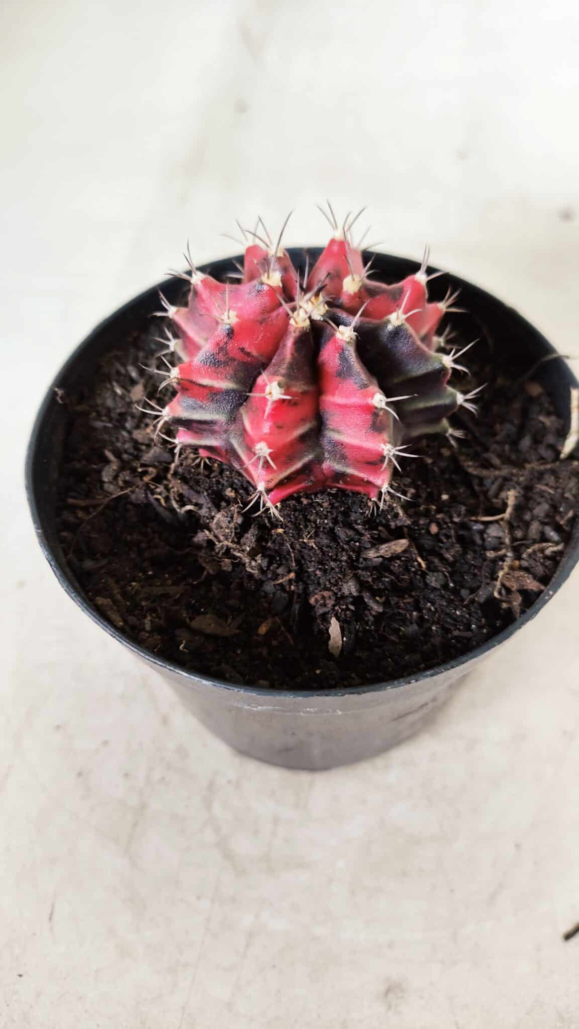 GYMNOCALYCIUM Mihanovichii Variegata Nº 352 – vaso 09