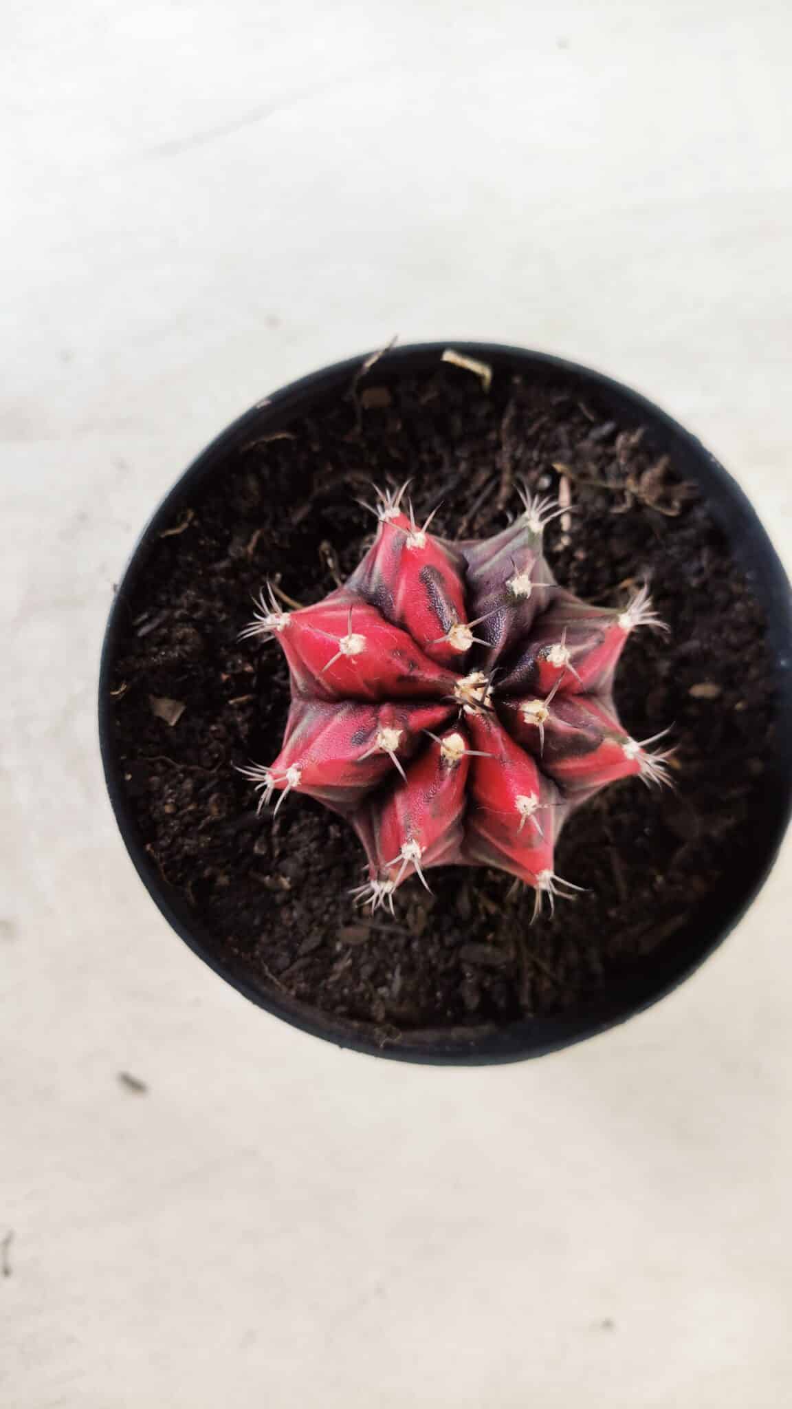 GYMNOCALYCIUM Mihanovichii Variegata Nº 352 – vaso 09