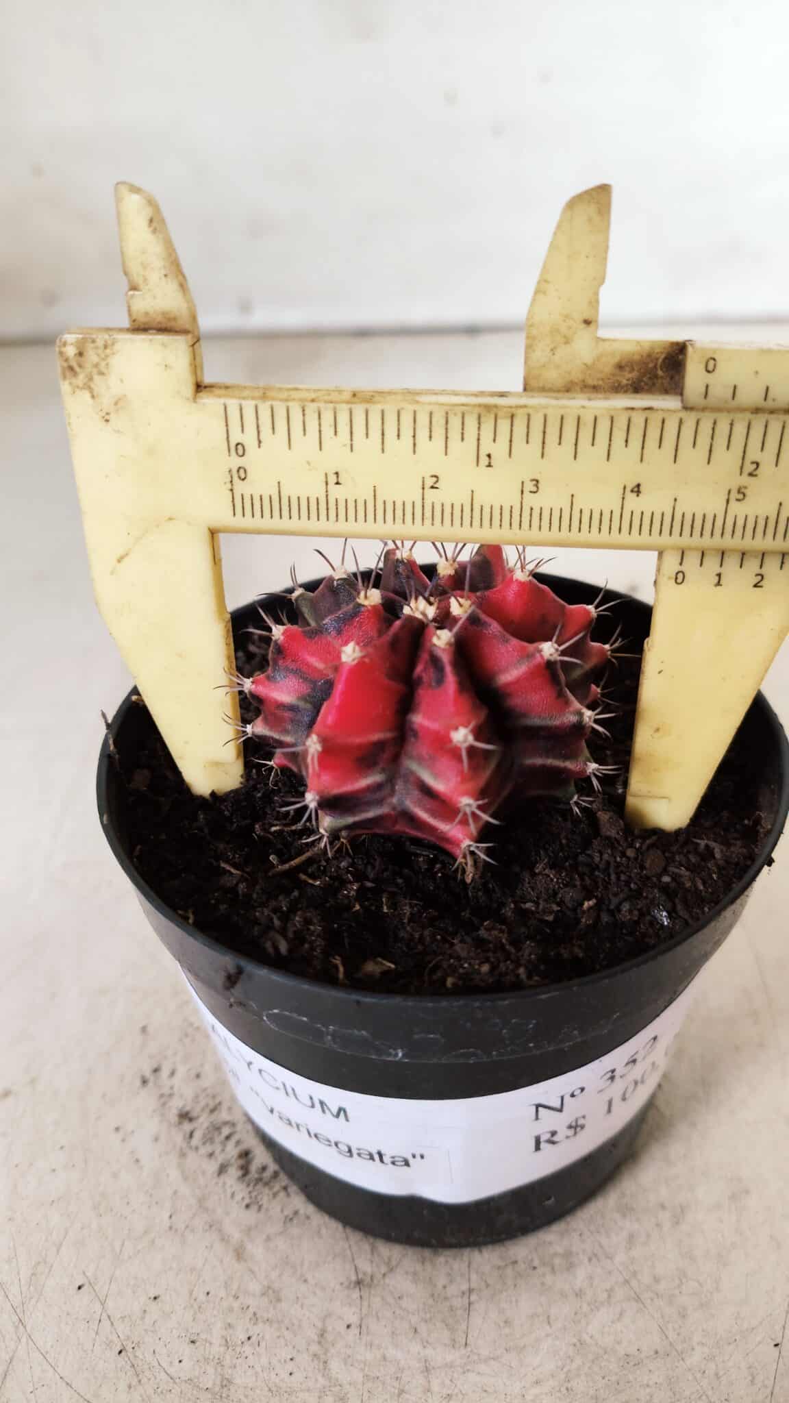 GYMNOCALYCIUM Mihanovichii Variegata Nº 352 – vaso 09