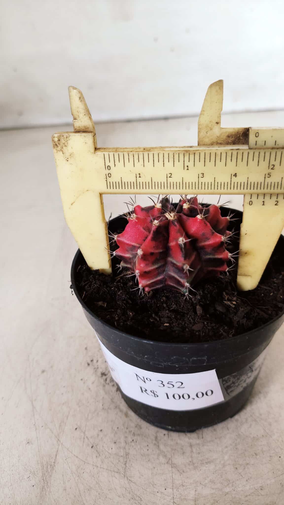 GYMNOCALYCIUM Mihanovichii Variegata Nº 352 – vaso 09