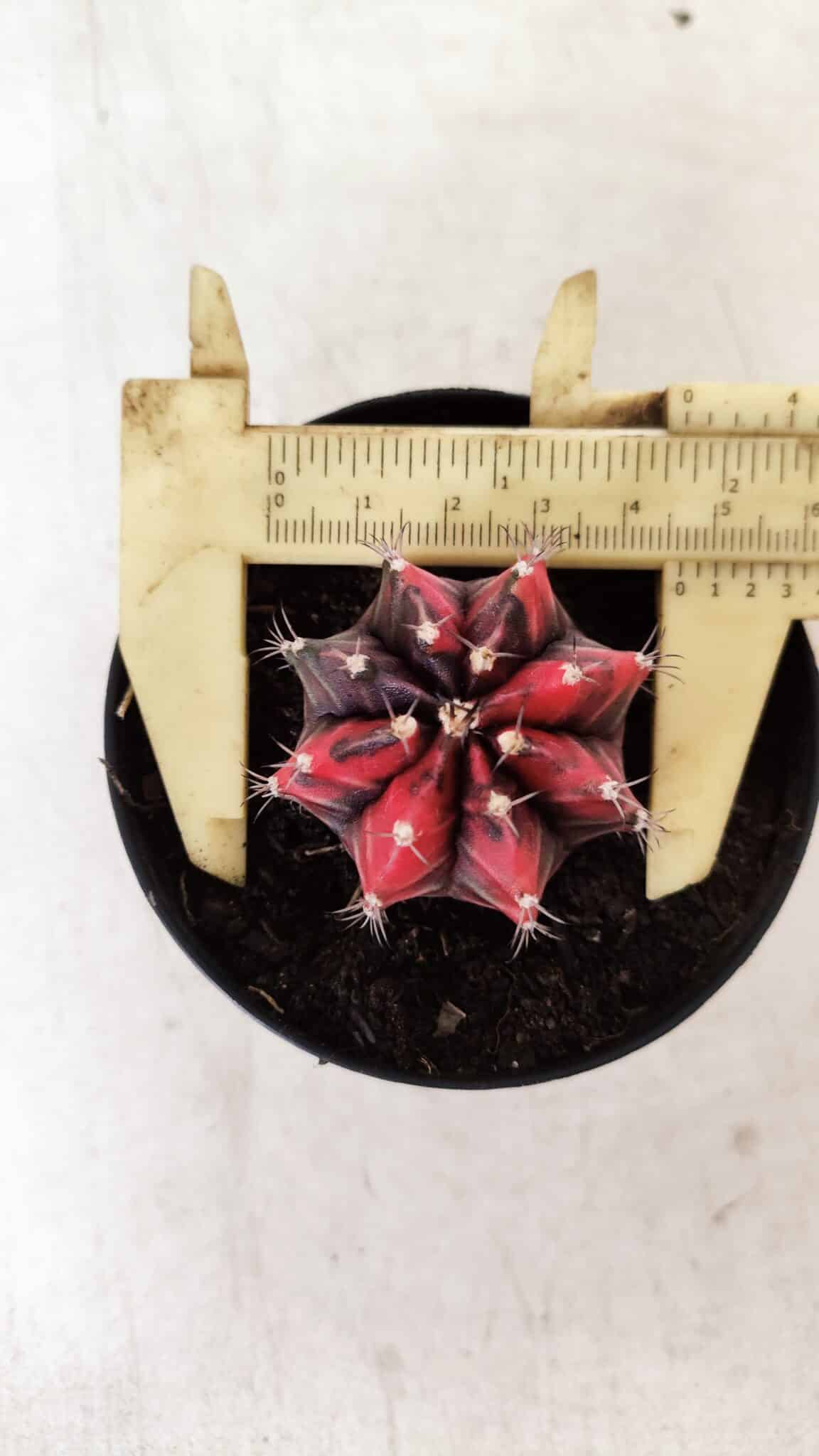 GYMNOCALYCIUM Mihanovichii Variegata Nº 352 – vaso 09