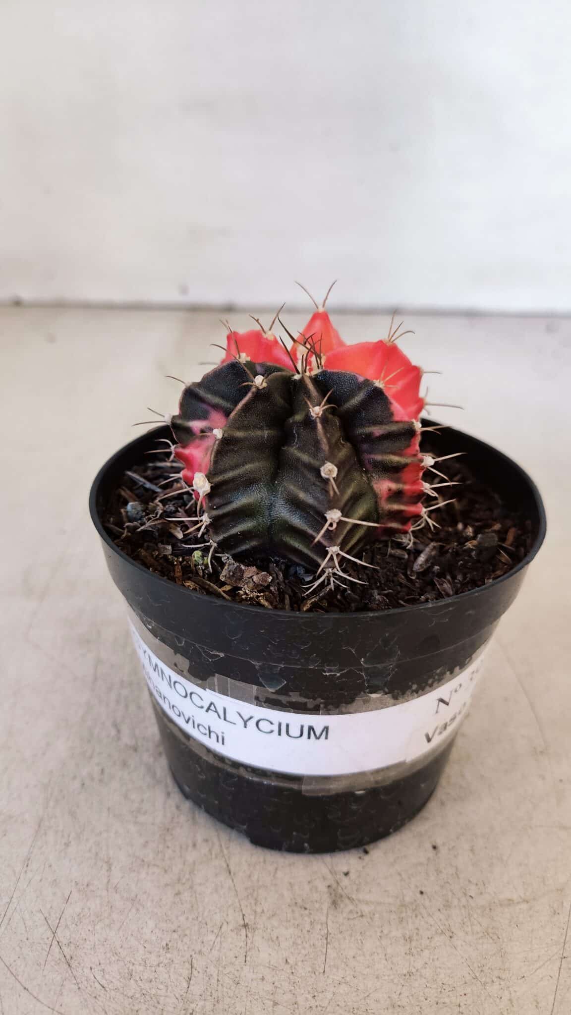 GYMNOCALYCIUM Mihanovichii Variegata Nº 397 – vaso 09
