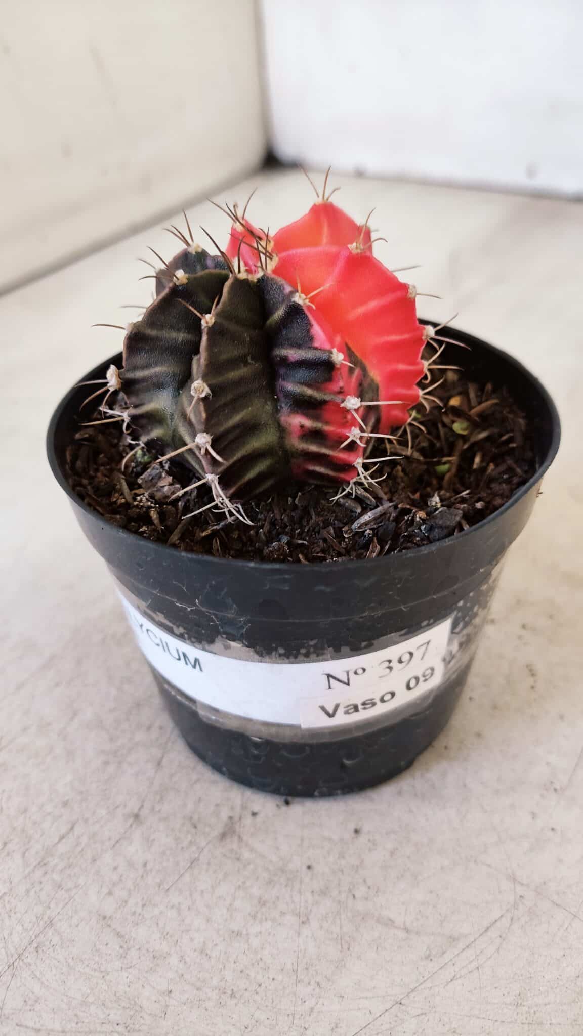 GYMNOCALYCIUM Mihanovichii Variegata Nº 397 – vaso 09