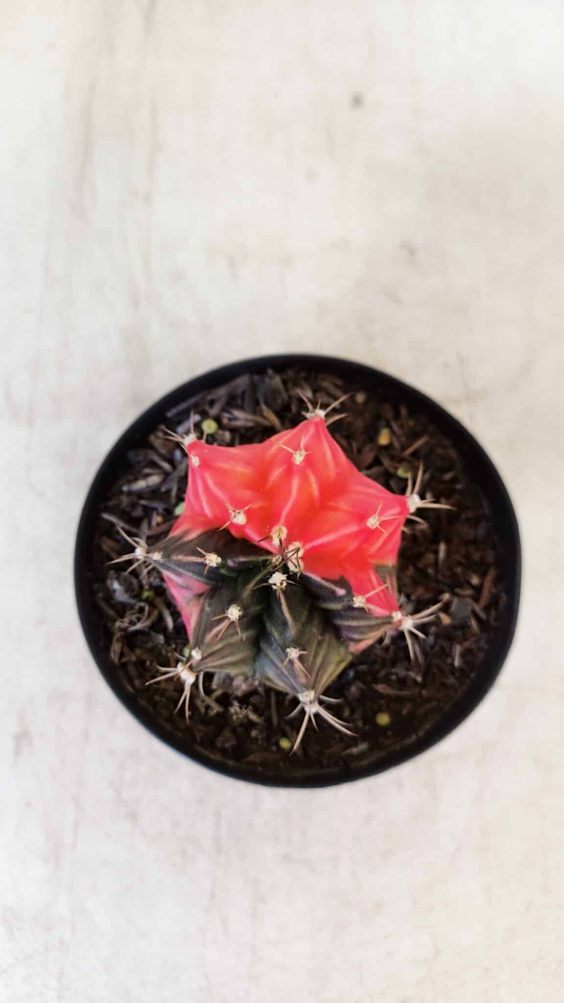 GYMNOCALYCIUM Mihanovichii Variegata Nº 397 – vaso 09