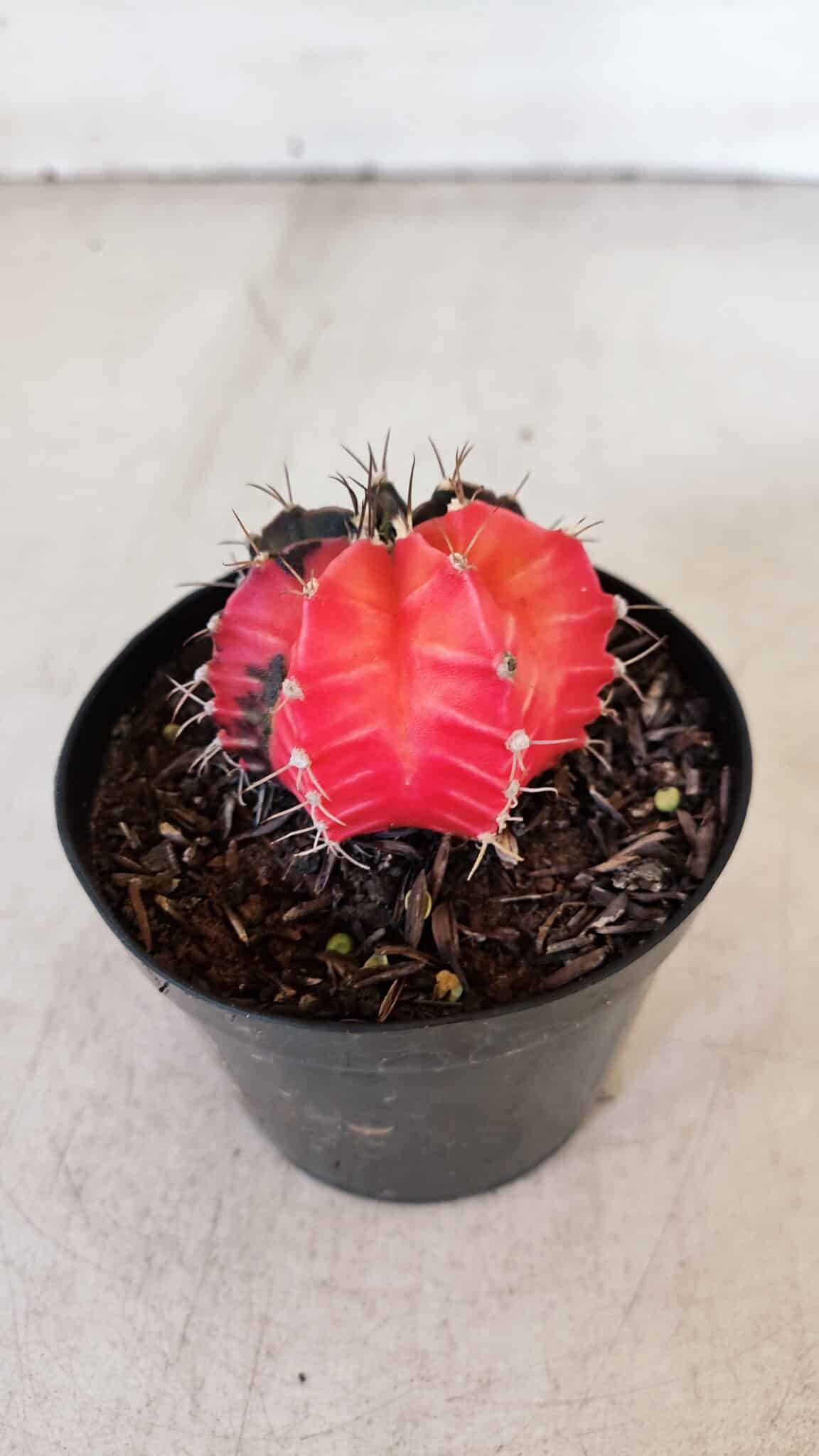GYMNOCALYCIUM Mihanovichii Variegata Nº 397 – vaso 09