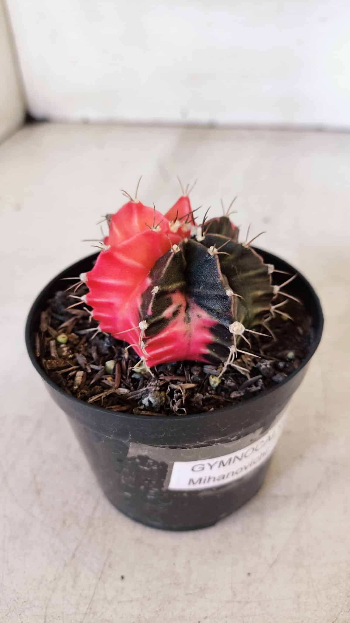 GYMNOCALYCIUM Mihanovichii Variegata Nº 397 – vaso 09
