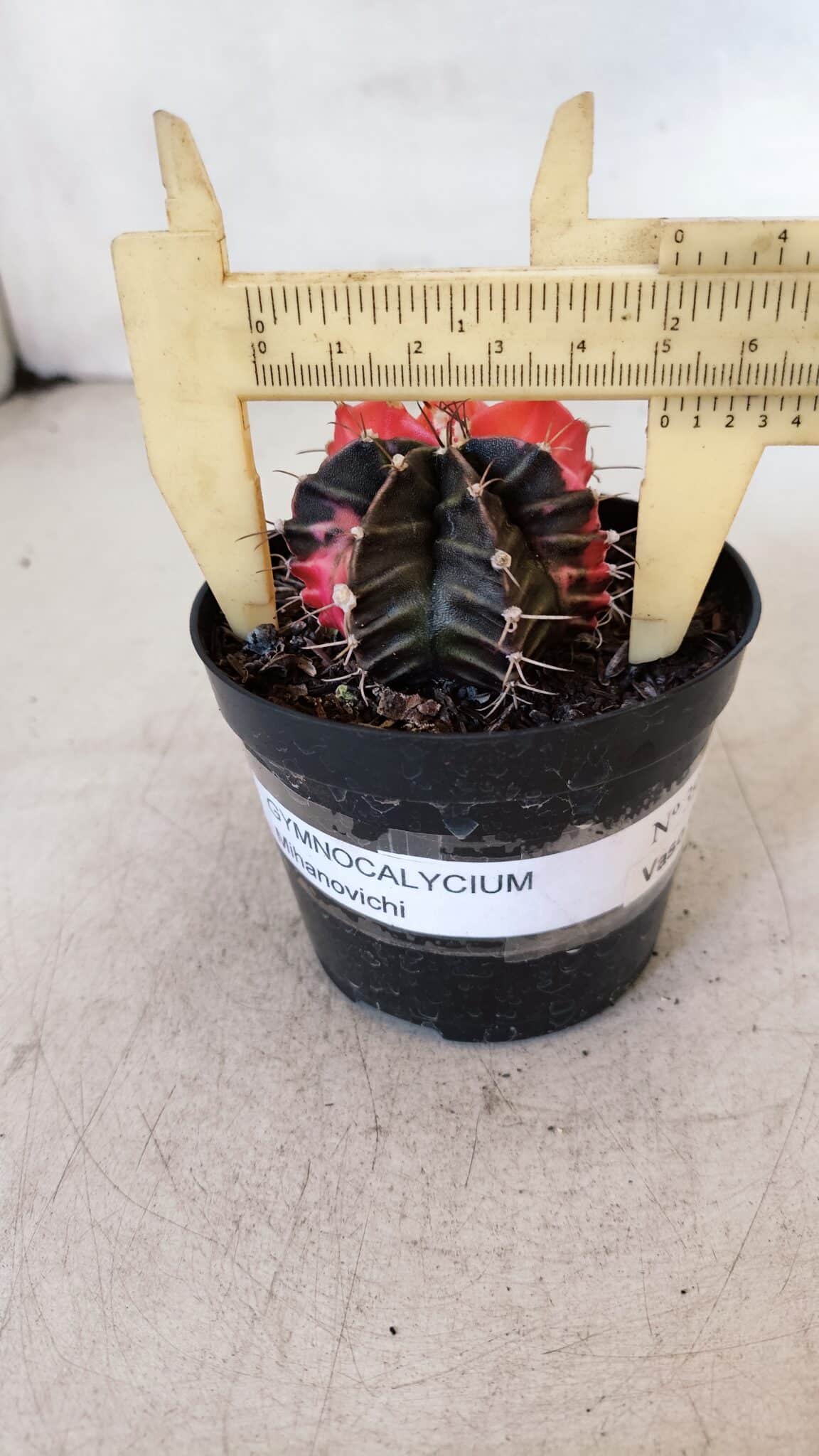 GYMNOCALYCIUM Mihanovichii Variegata Nº 397 – vaso 09