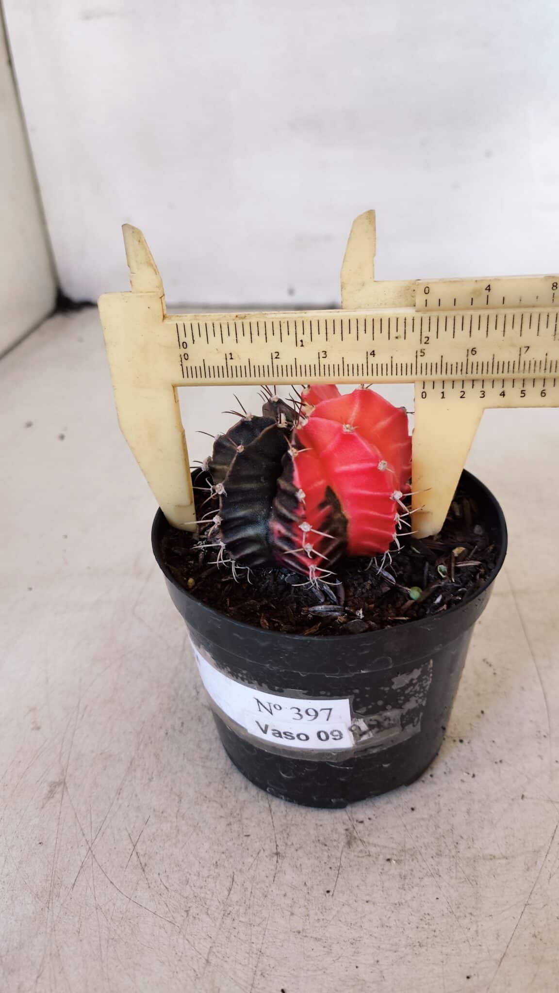 GYMNOCALYCIUM Mihanovichii Variegata Nº 397 – vaso 09