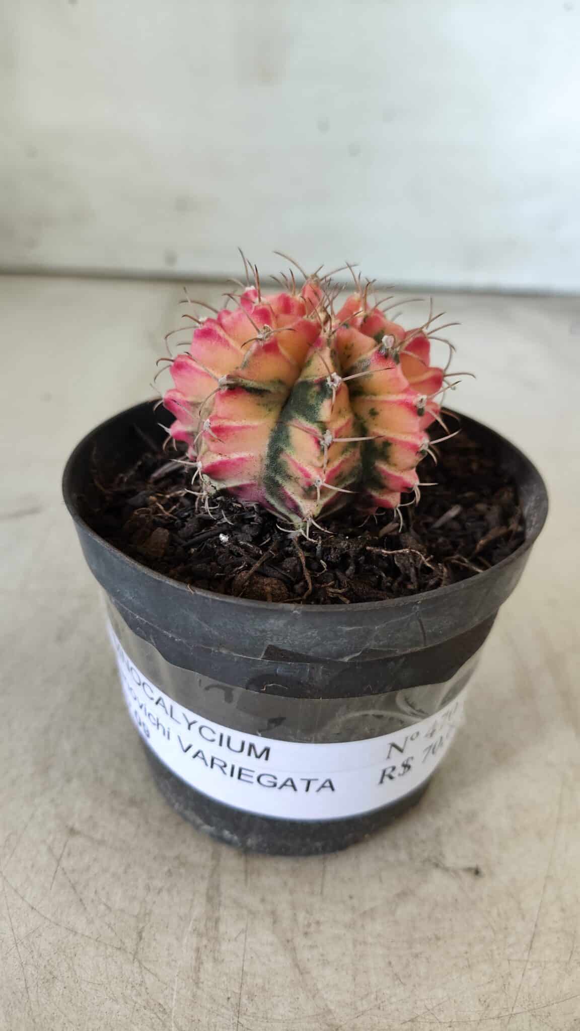 GYMNOCALYCIUM Mihanovichii Variegata Nº 470 – vaso 09