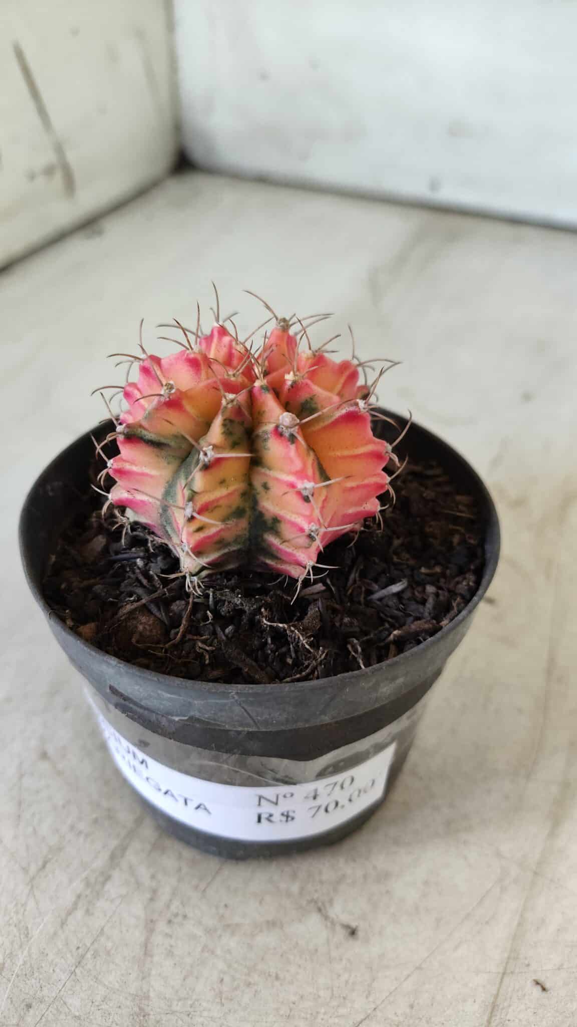 GYMNOCALYCIUM Mihanovichii Variegata Nº 470 – vaso 09
